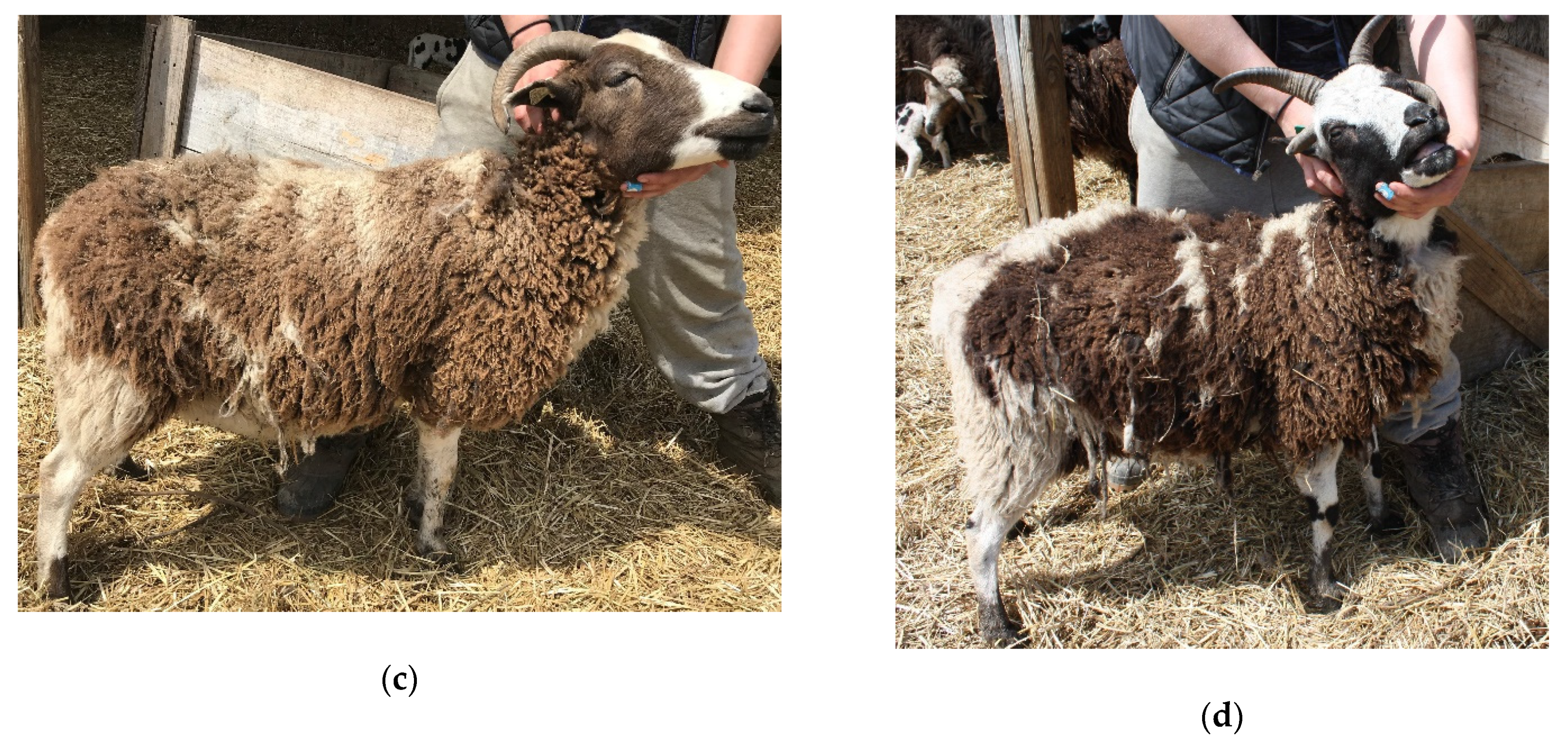 Genes 11 00618 g001b Genes 11 00618 g001b