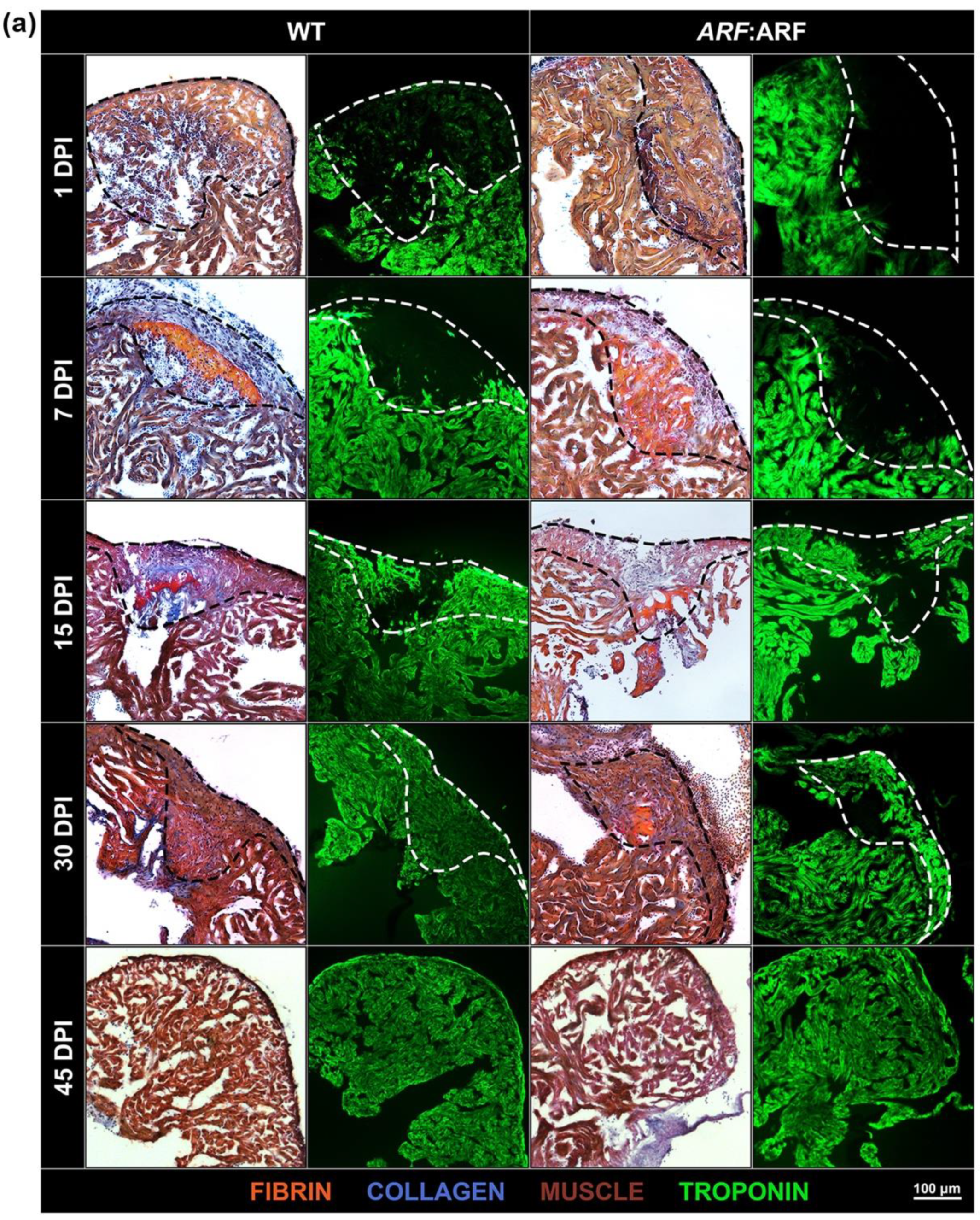 Genes 11 00666 g002a