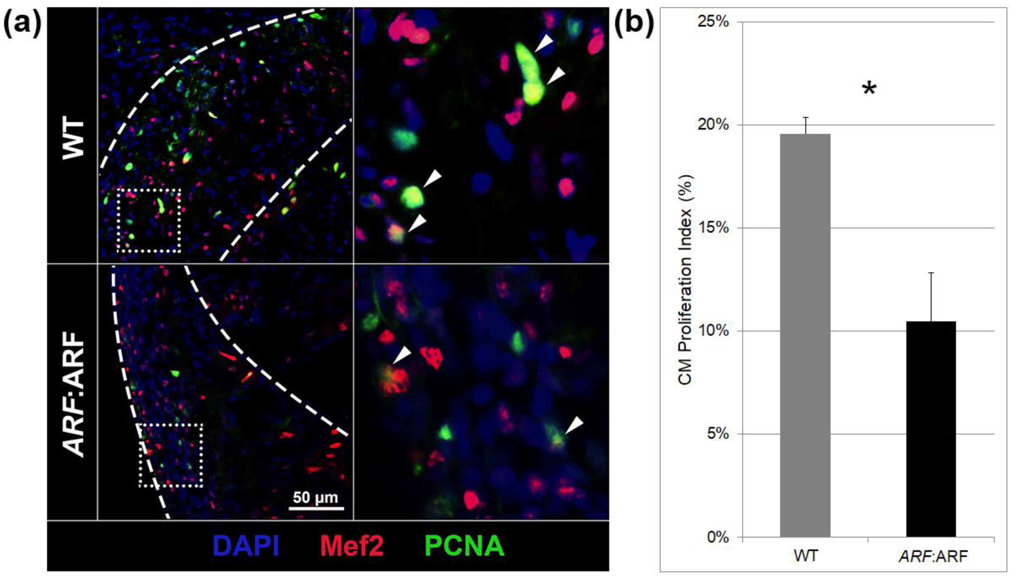 Genes 11 00666 g003