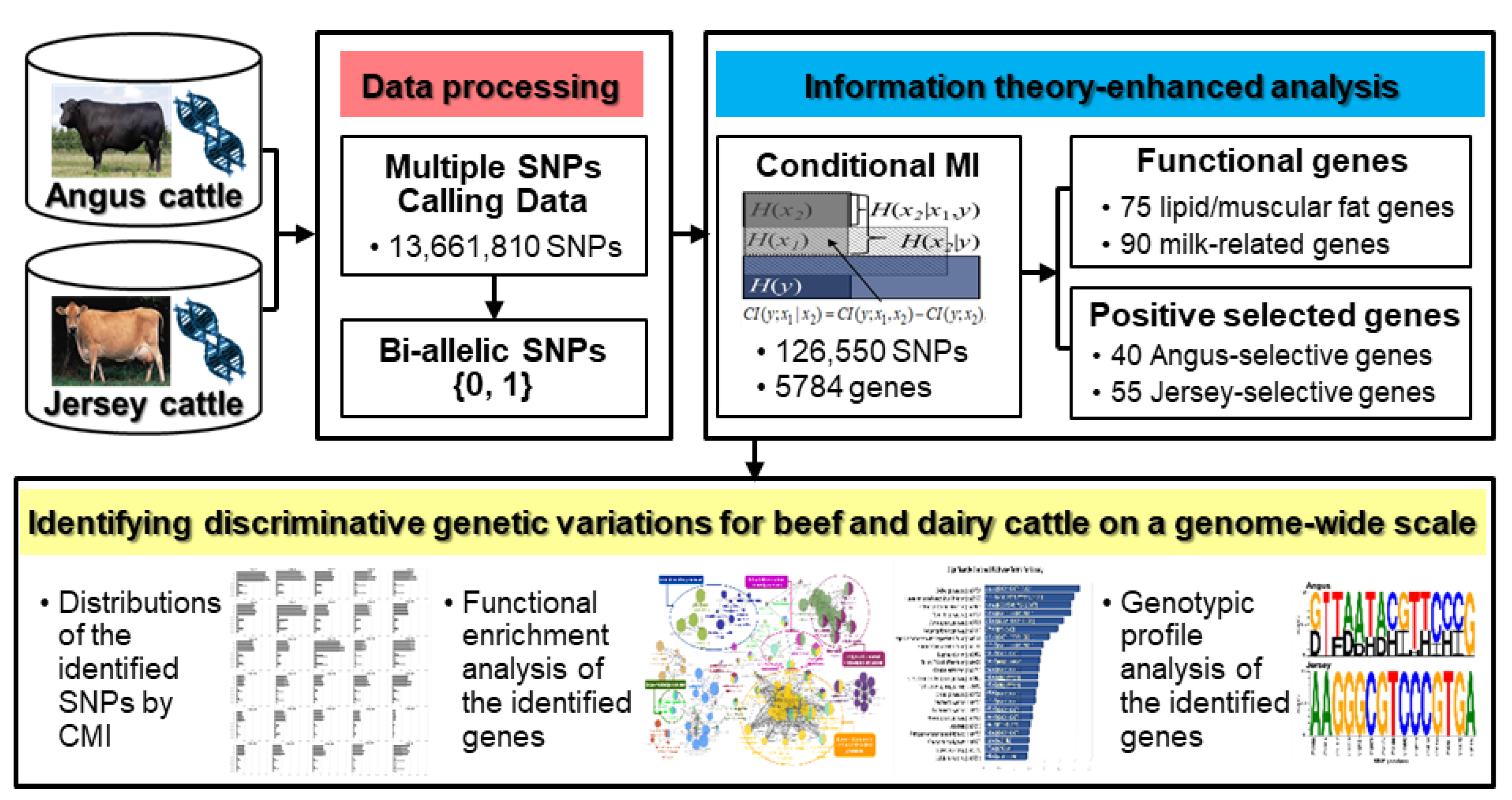 Genes | Free Full-Text | Genome-Wide Identification of Discriminative  Genetic Variations in Beef and Dairy Cattle via an Information-Theoretic  Approach | HTML