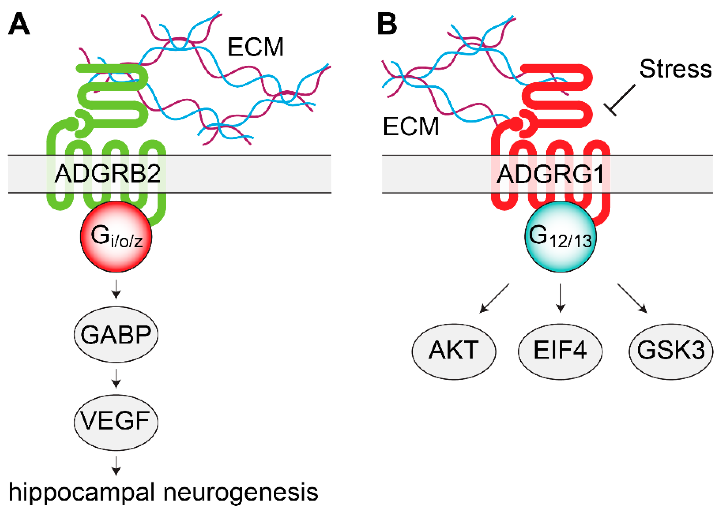 Genes | Free Full-Text | Orphan G Protein Coupled Receptors in Affective  Disorders
