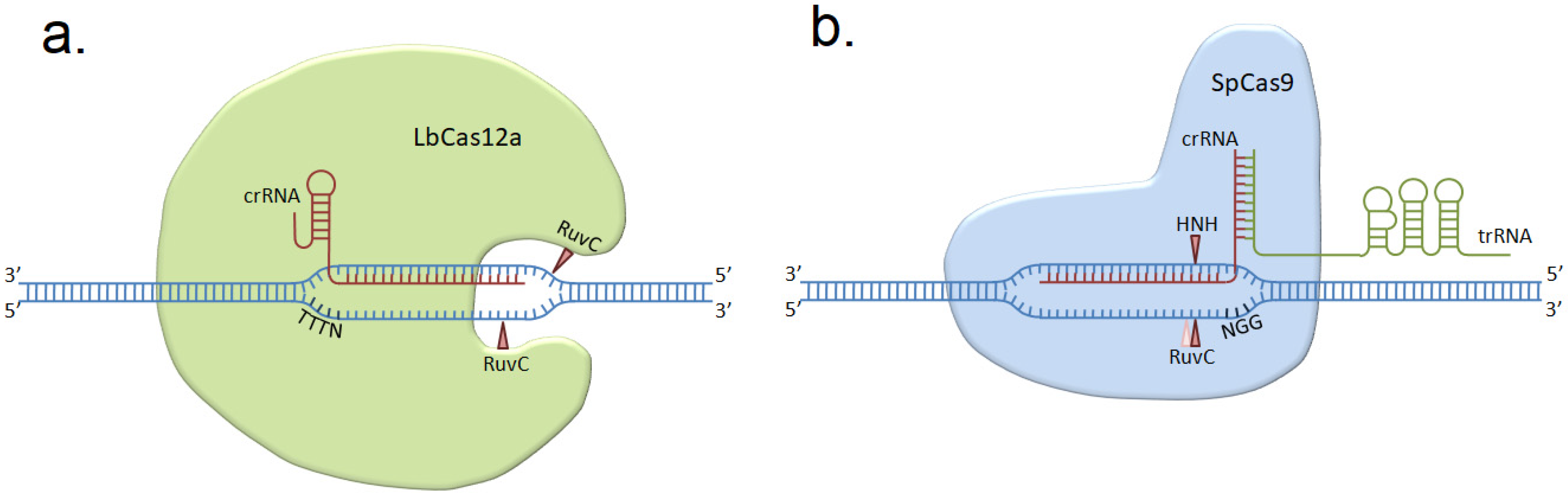 Genes Free Full Text Spcas9 And Lbcas12a Mediated Dna Editing Produce Different Gene Knockout Outcomes In Zebrafish Embryos Html