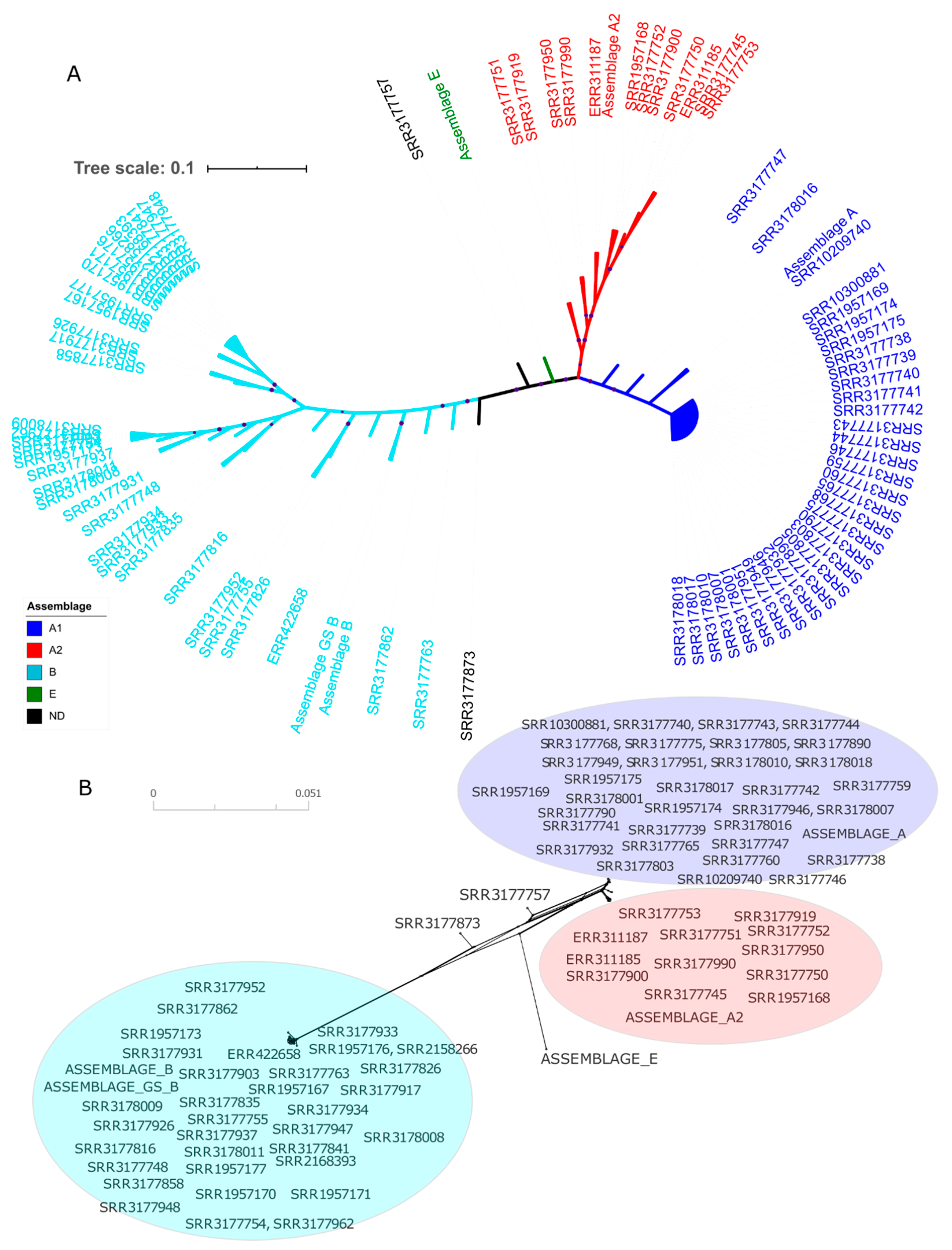 Genes Free Full Text Development Of A Multilocus Sequence Typing Scheme For Giardia Intestinalis Html