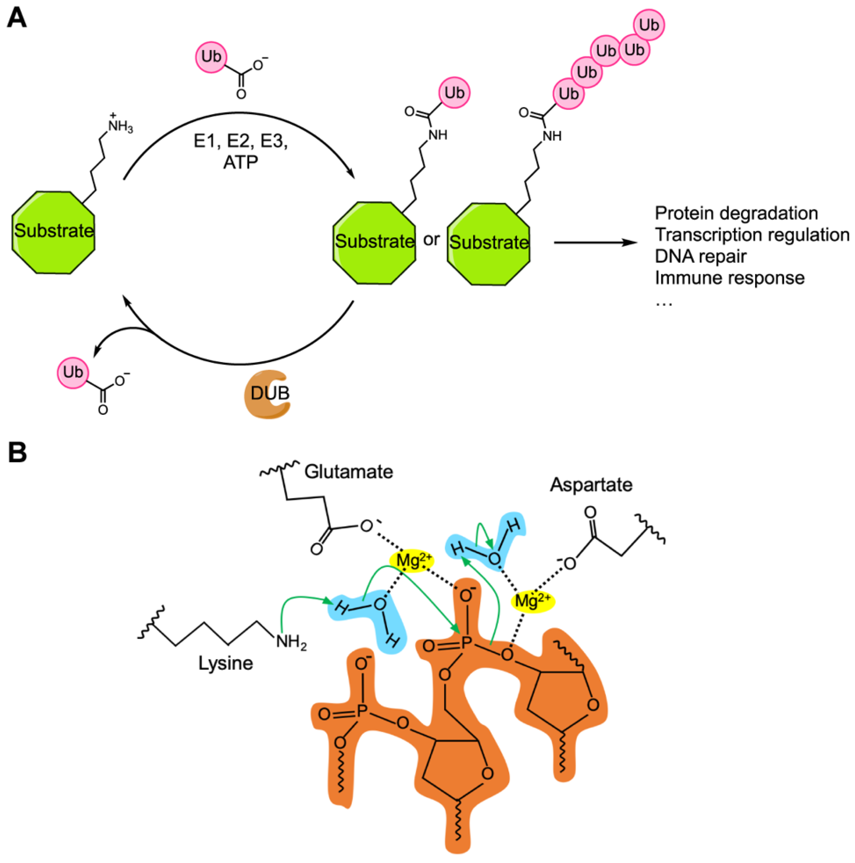 Genes 11 00852 g002 Genes 11 00852 g002
