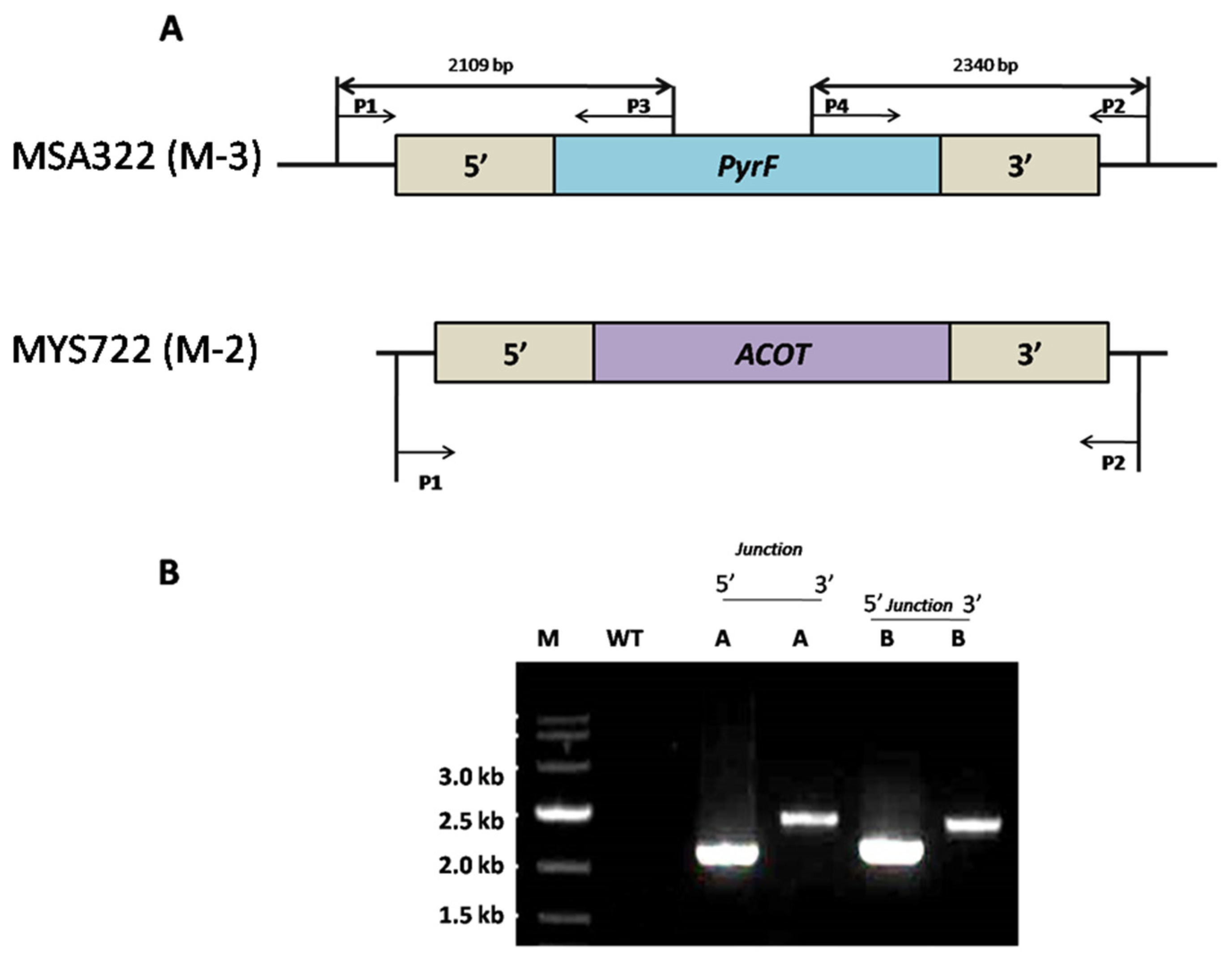 Genes 11 00890 g005