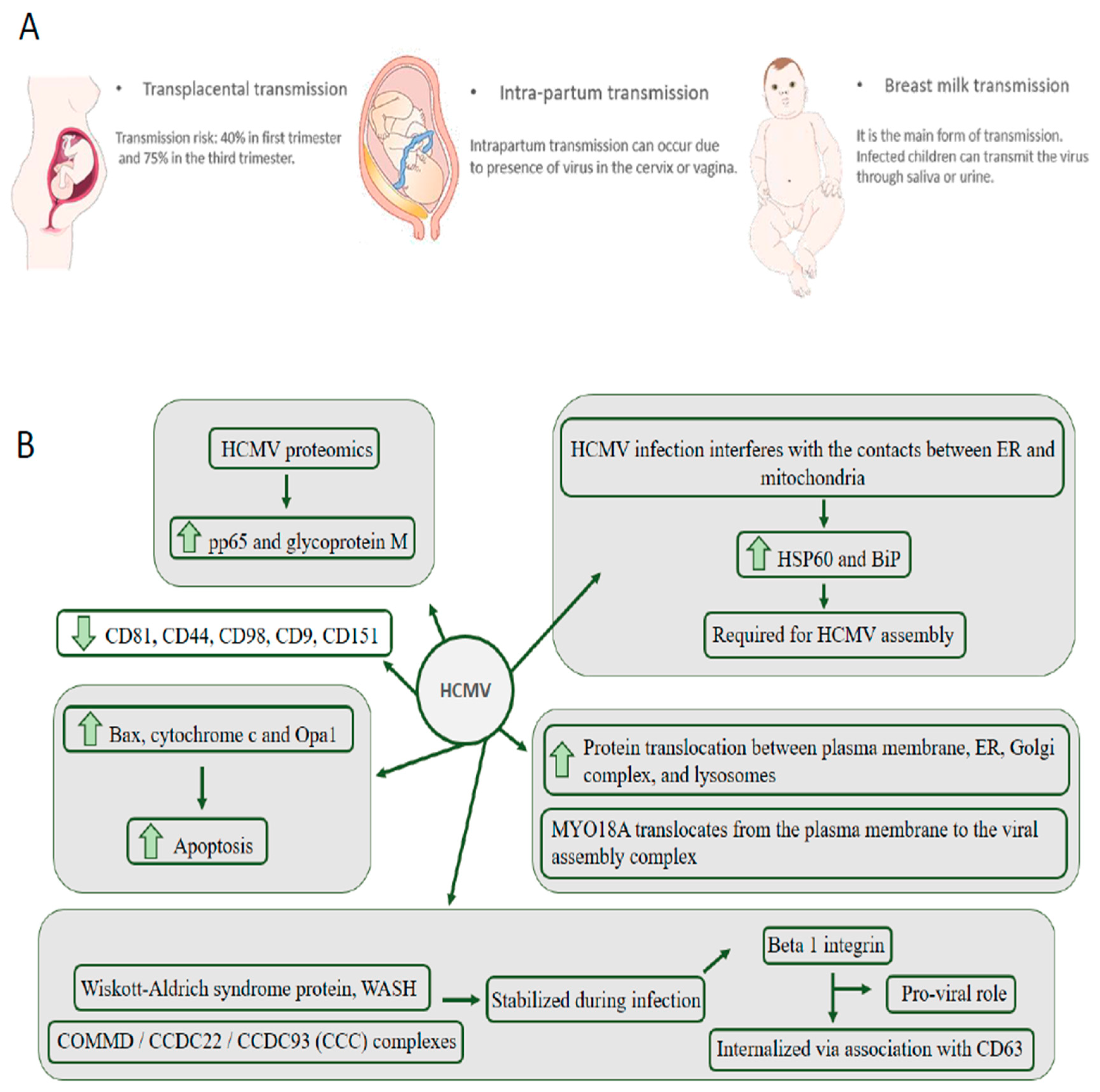 Genes 11 00894 g002