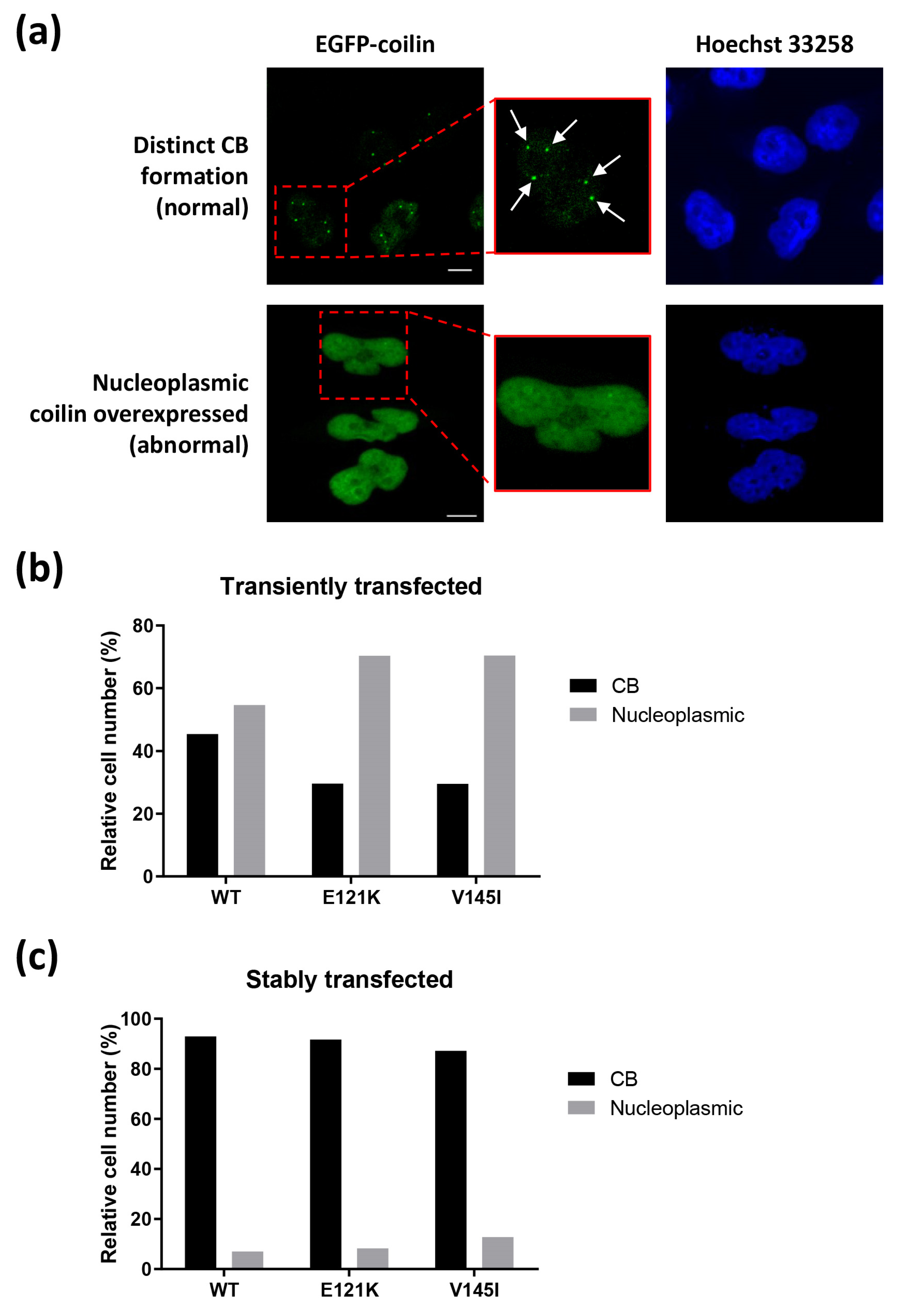 Genes 11 00895 g002