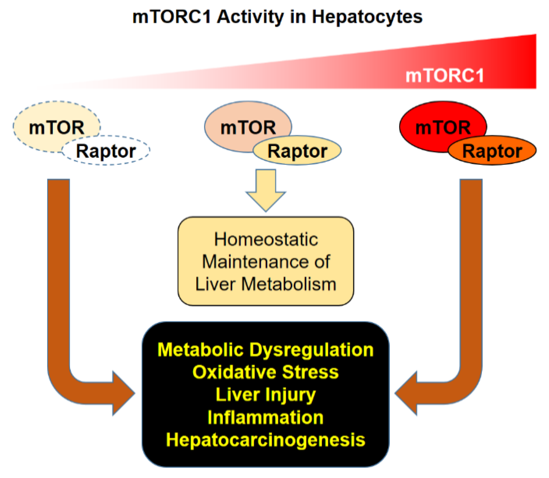 Genes 11 00896 g002 Genes 11 00896 g002