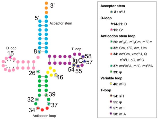 Genes Free Full Text Extracurricular Functions Of Trna Modifications In Microorganisms Html