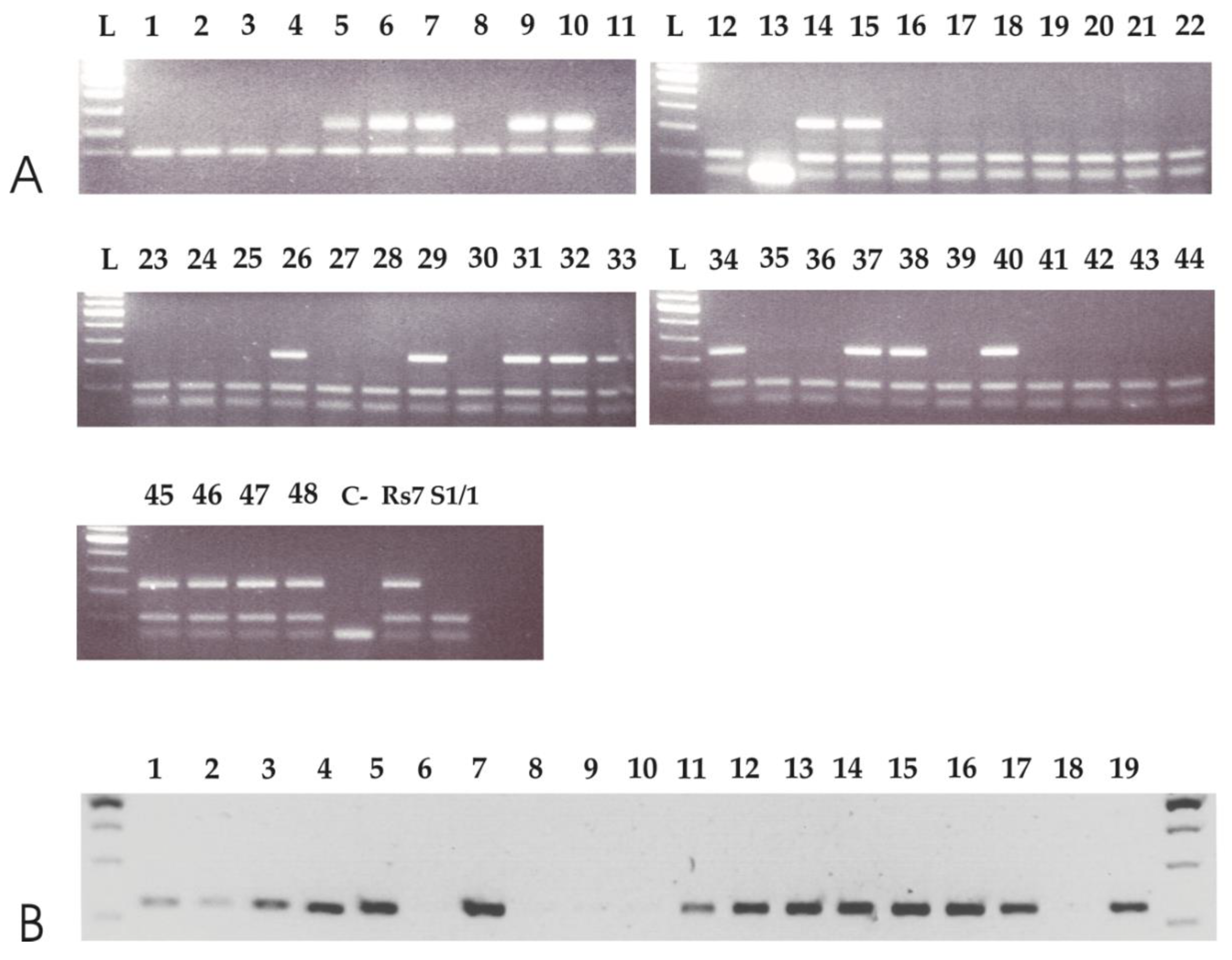 Genes 11 00941 g003