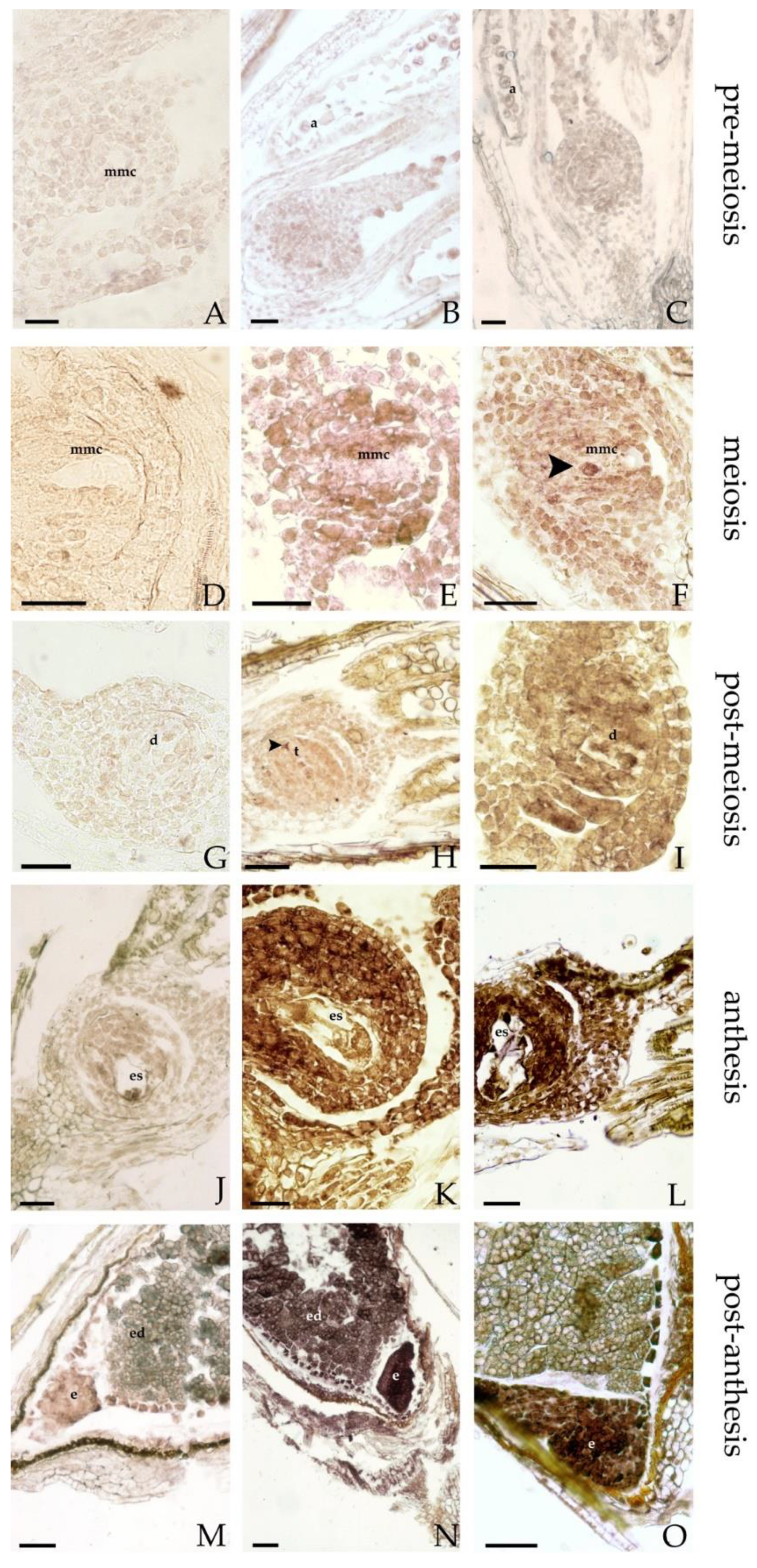 Genes Free Full Text The Role Of Apostart In Switching Between Sexuality And Apomixis In Poa Pratensis Html