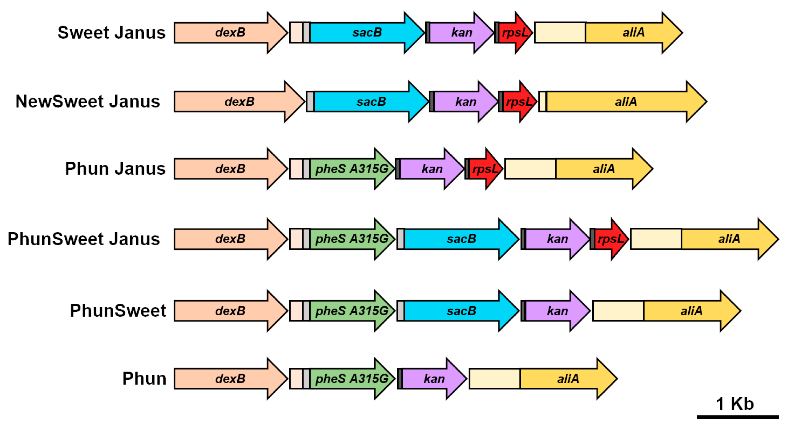Genes 11 00965 g004 Genes 11 00965 g004