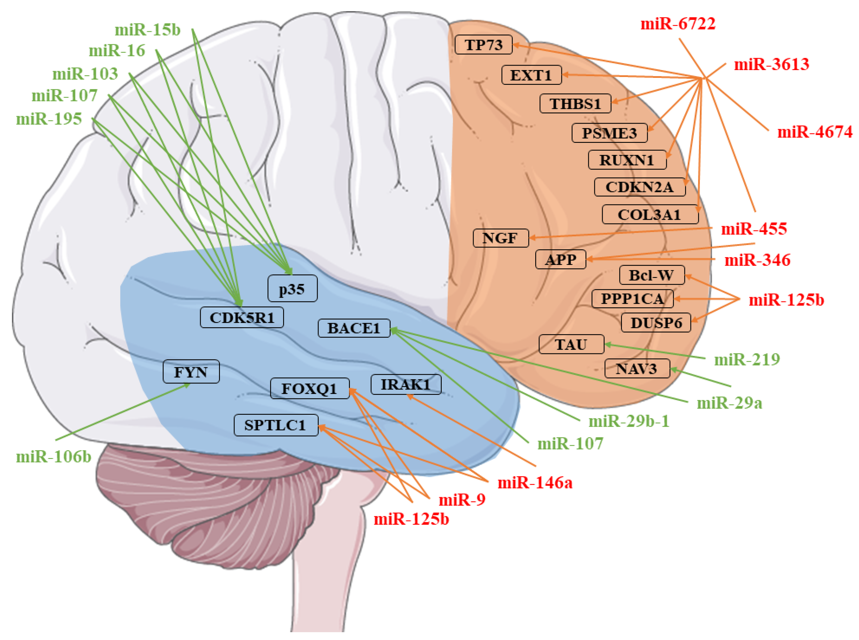 Genes 11 00983 g001
