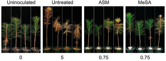 Genes, Free Full-Text