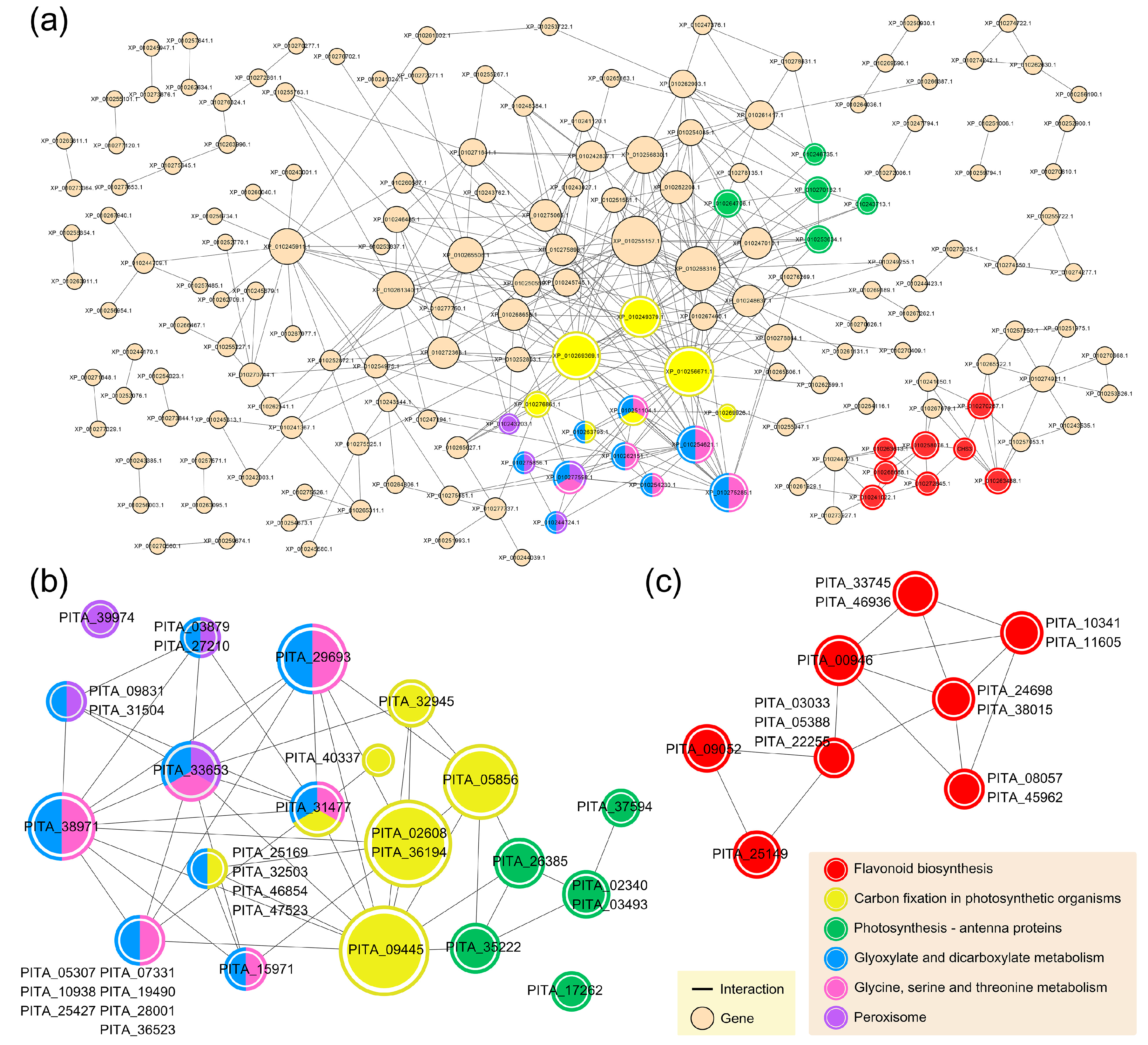 Genes 11 01000 g004 Genes 11 01000 g004