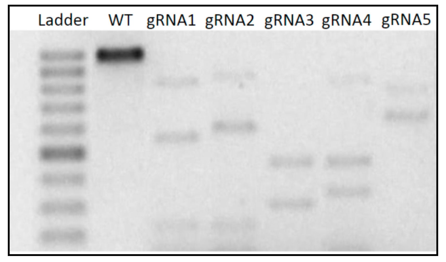 Genes 11 01029 g002 Genes 11 01029 g002