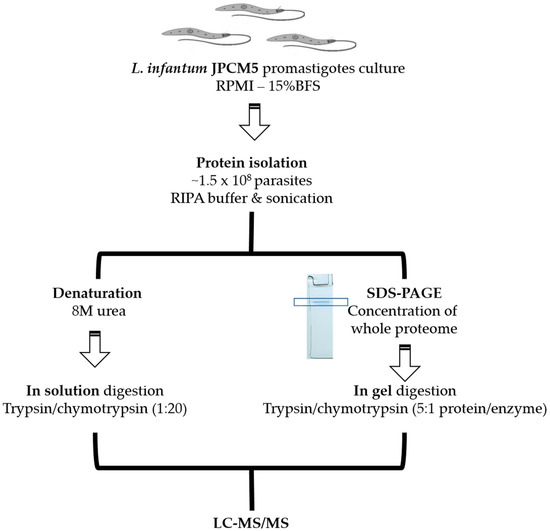 Genes | Free Full-Text | The Experimental Proteome of Leishmania