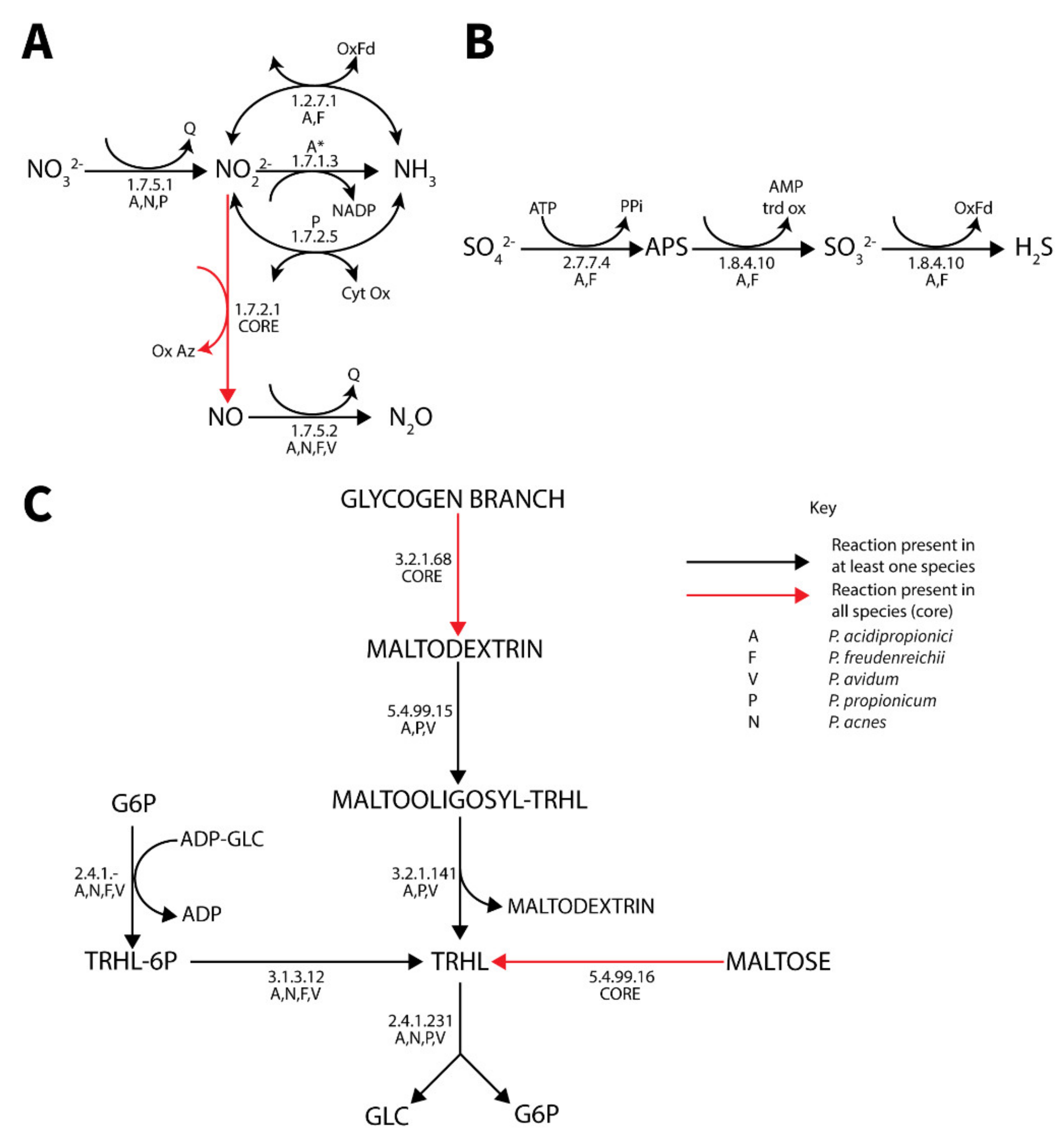 Genes | Free Full-Text | A Pan-Genome Guided Metabolic Network ...