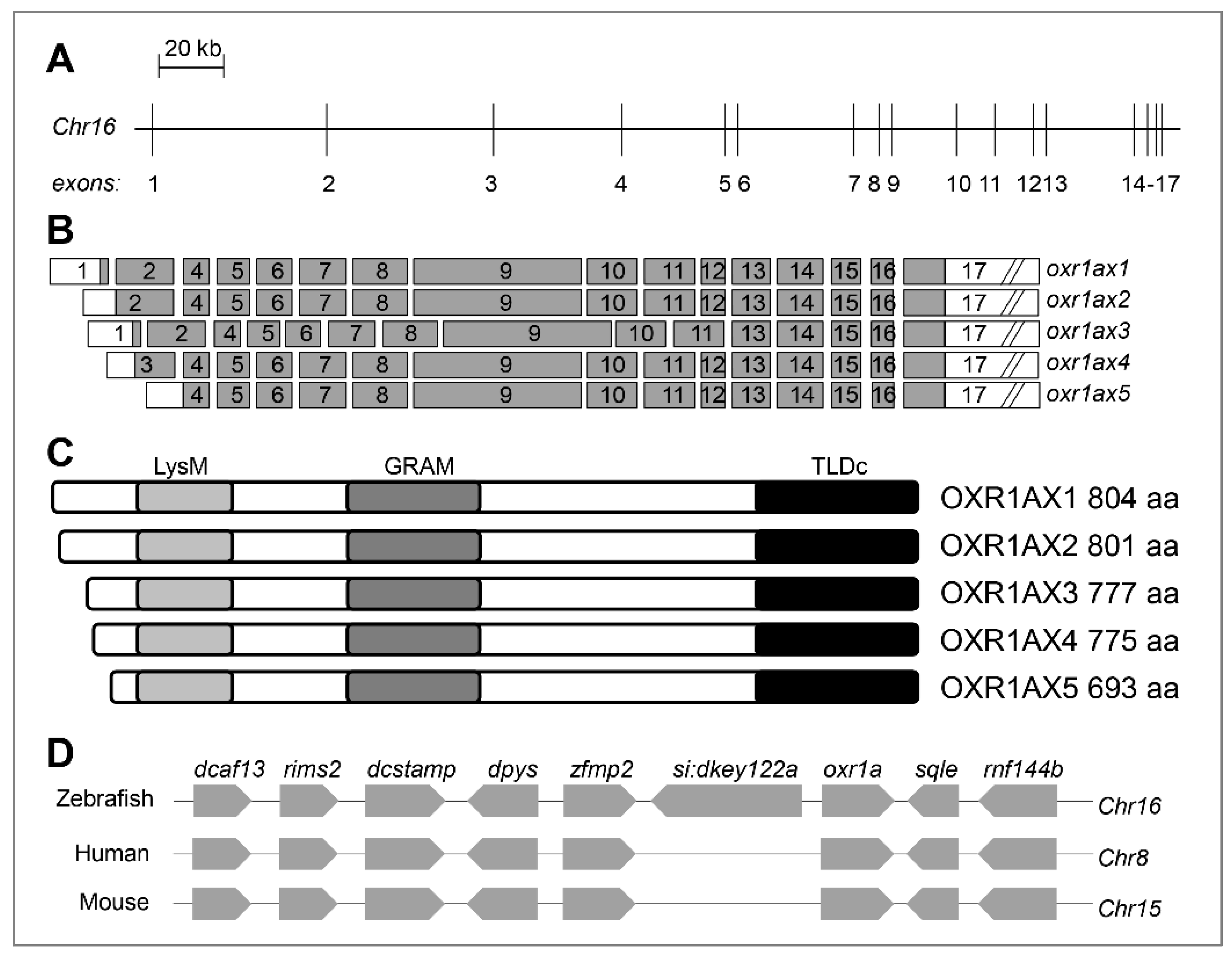 Genes 11 01118 g001 Genes 11 01118 g001