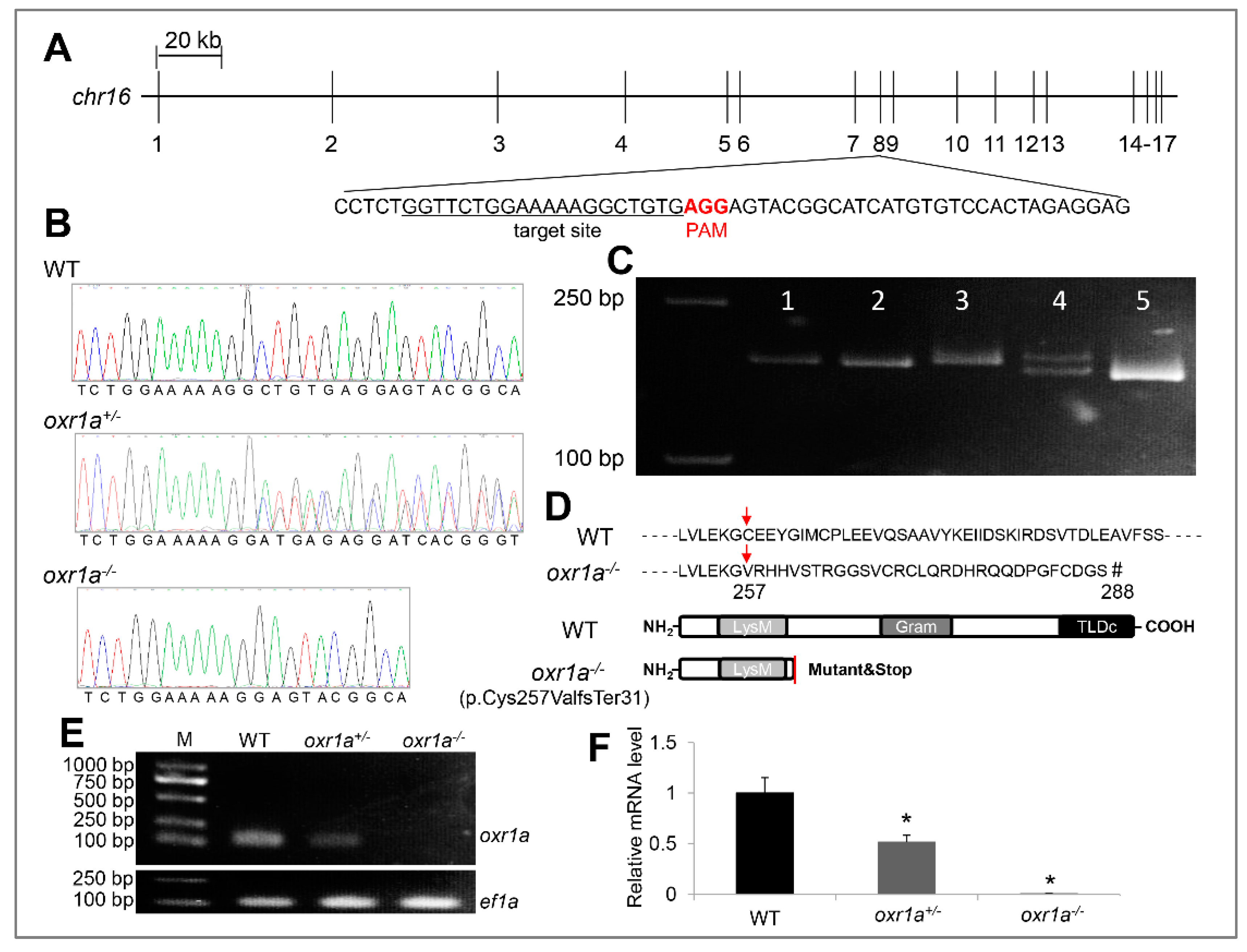 Genes 11 01118 g003 Genes 11 01118 g003