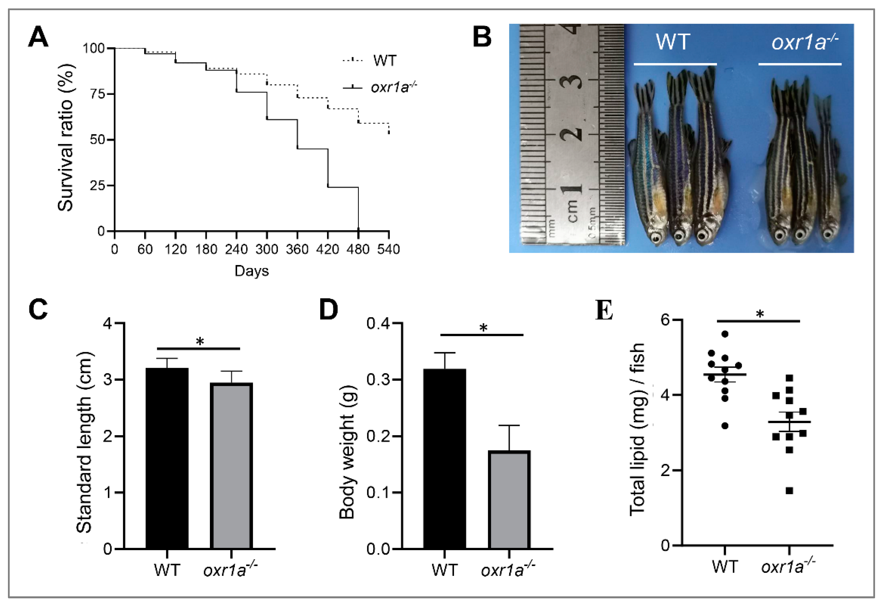 Genes 11 01118 g004 Genes 11 01118 g004