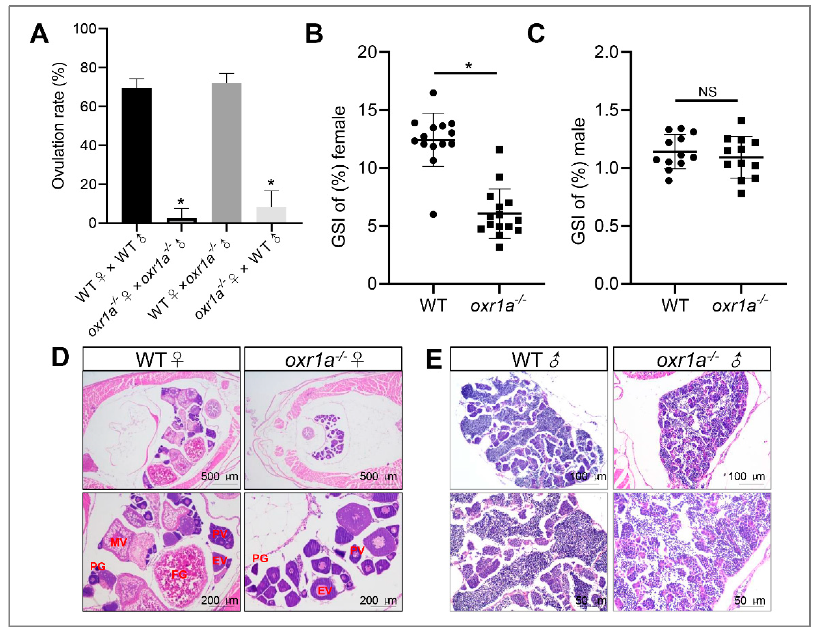 Genes 11 01118 g005 Genes 11 01118 g005