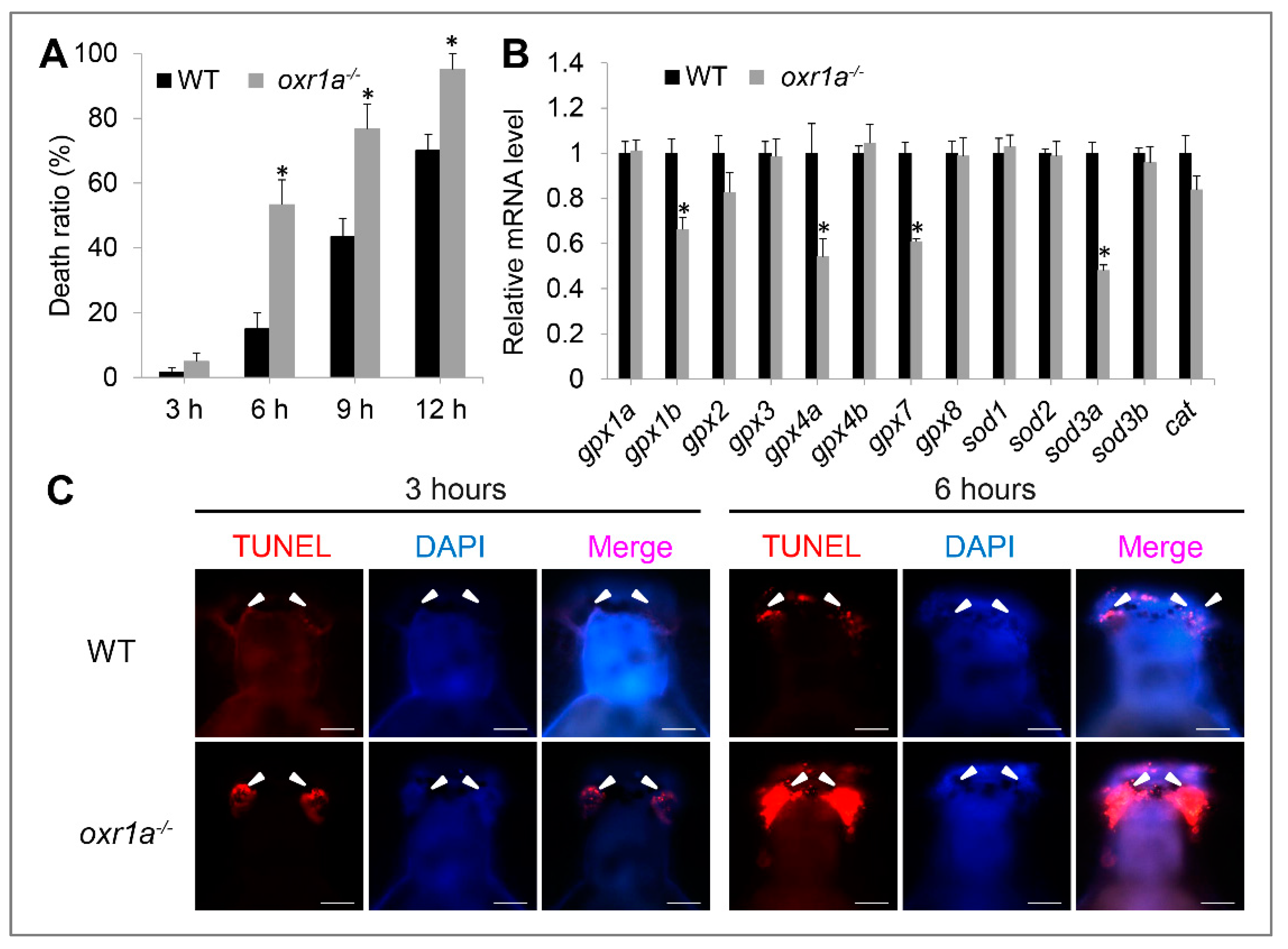 Genes 11 01118 g006 Genes 11 01118 g006