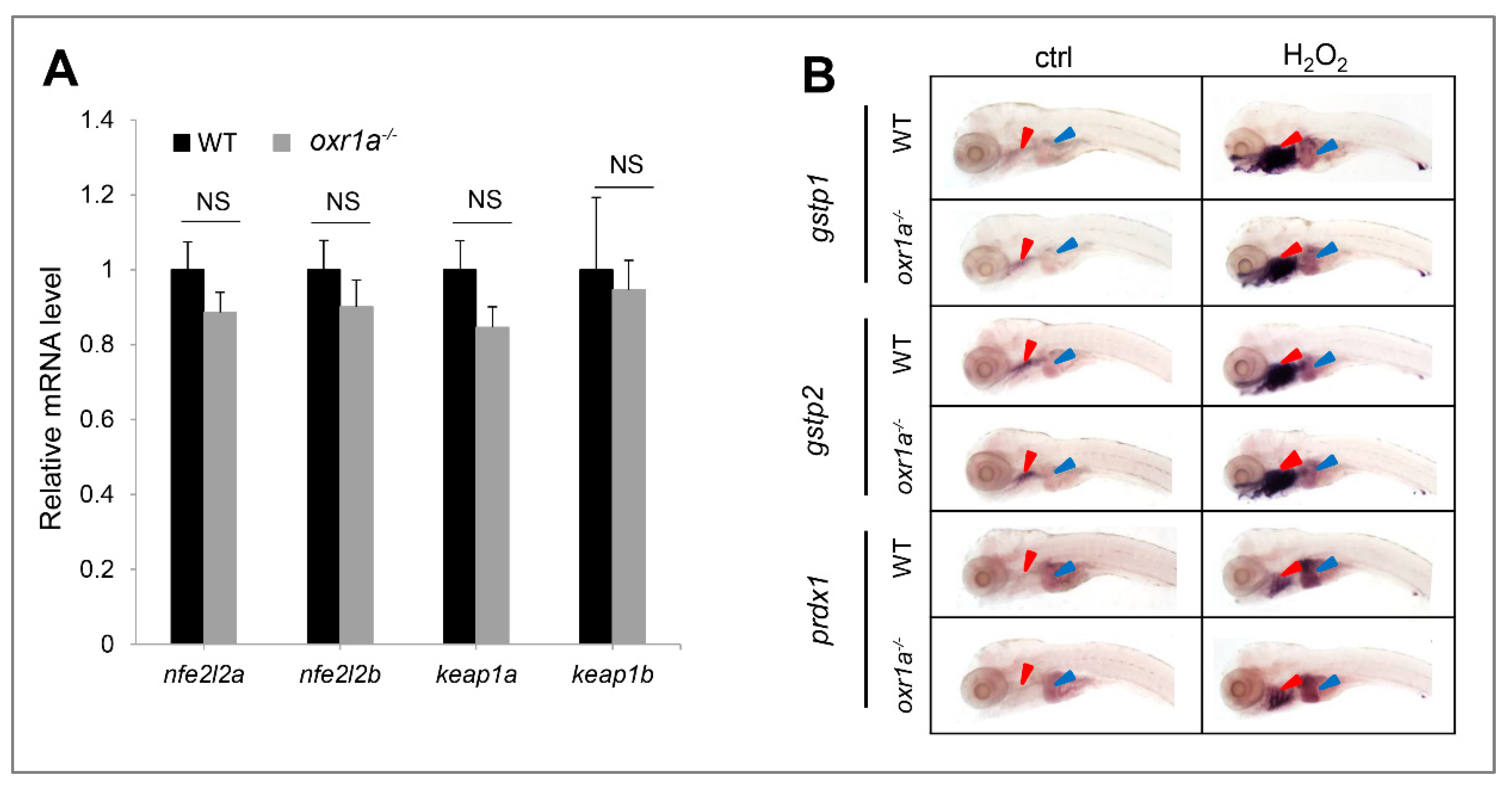 Genes 11 01118 g007 Genes 11 01118 g007