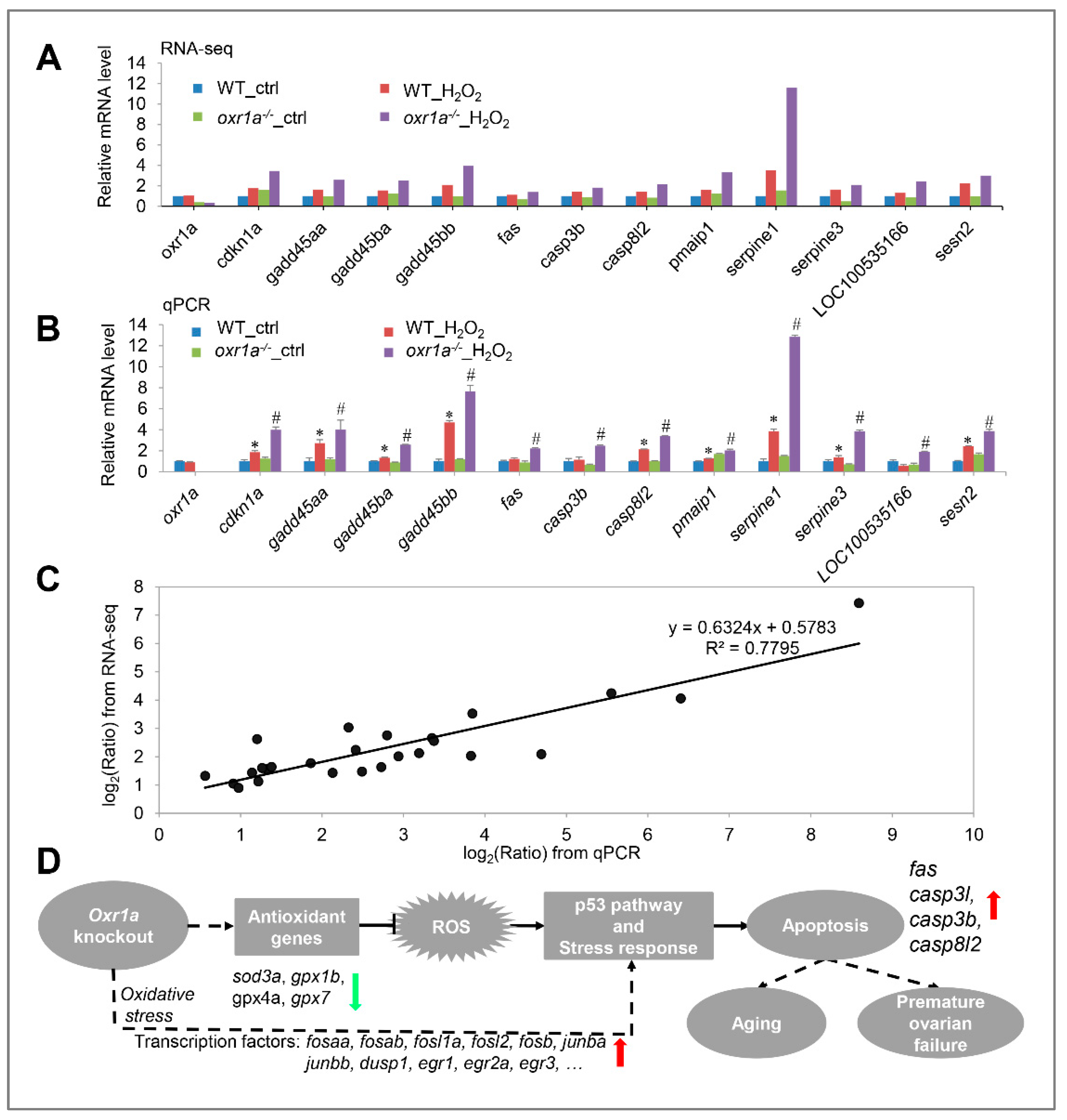 Genes 11 01118 g012 Genes 11 01118 g012