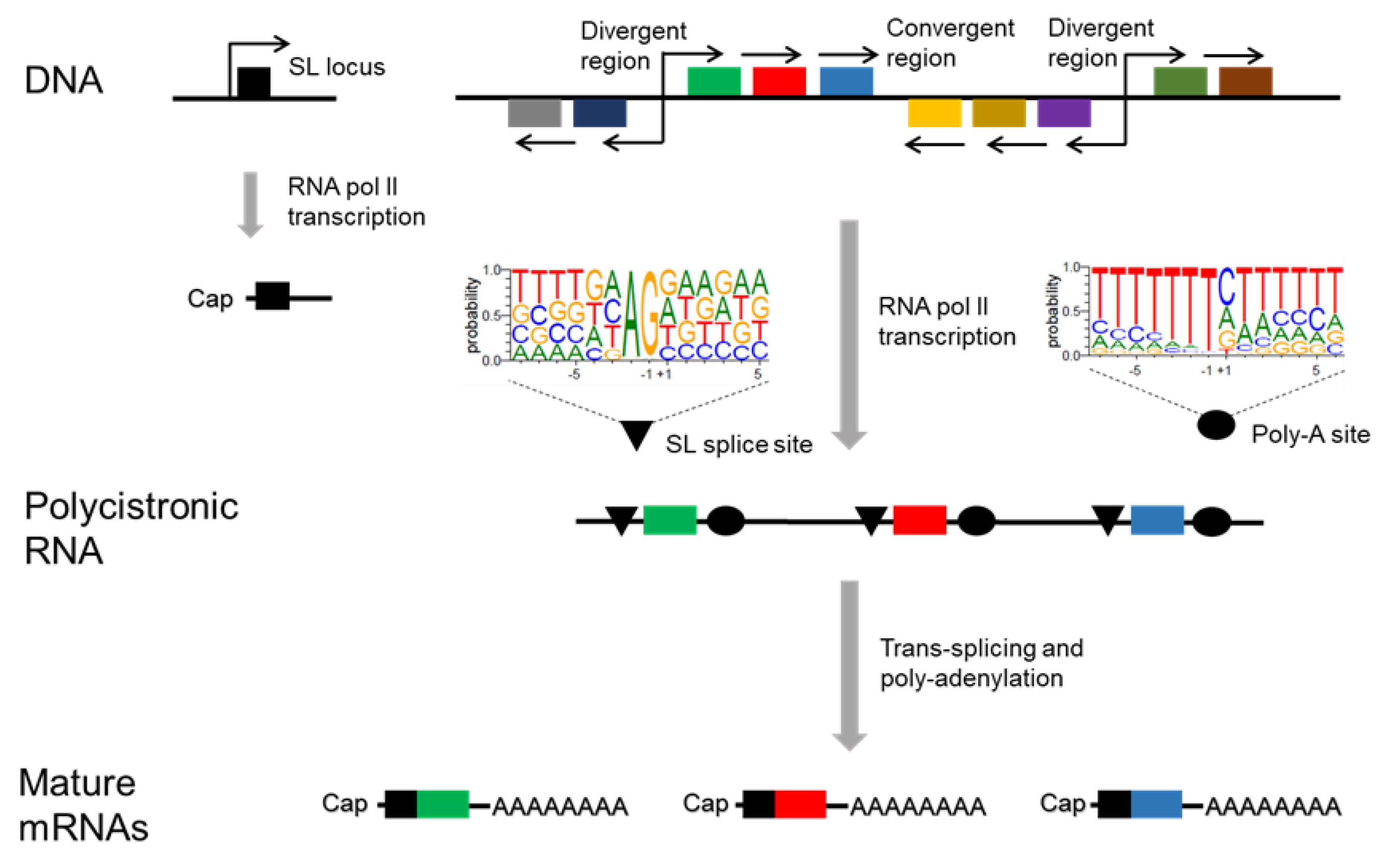 Genes | Free Full-Text | Trypanosoma Cruzi Genome: Organization, Multi ...