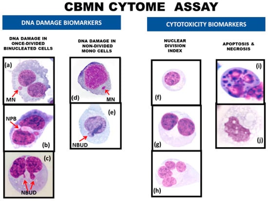 Genes | Free Full-Text | Cytokinesis-Block Micronucleus Cytome Assay ...