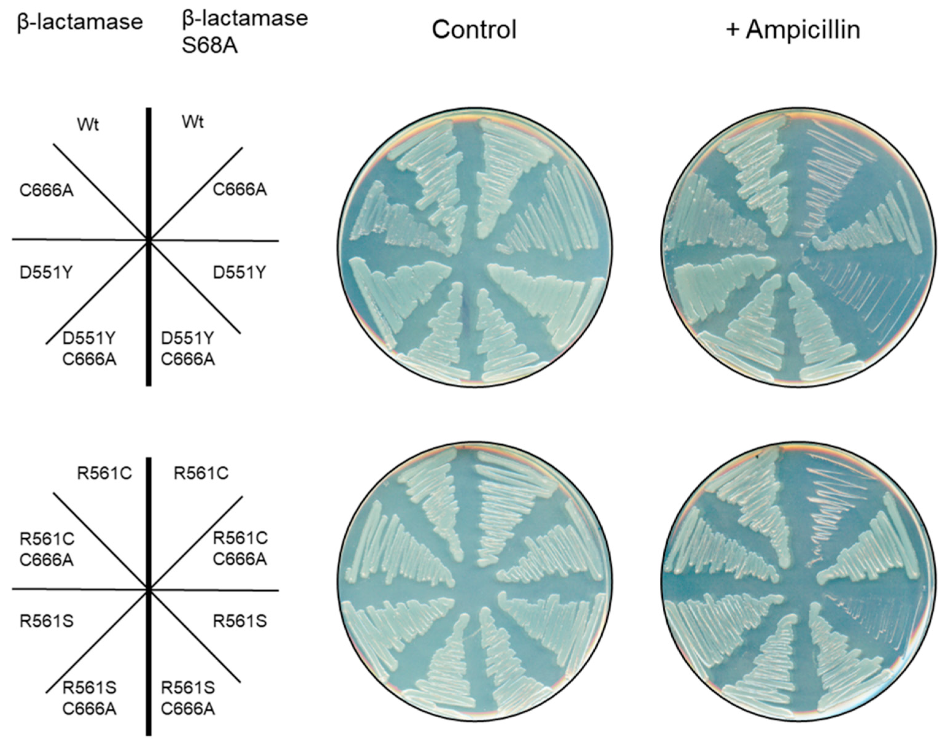 Genes 11 01222 g003 Genes 11 01222 g003