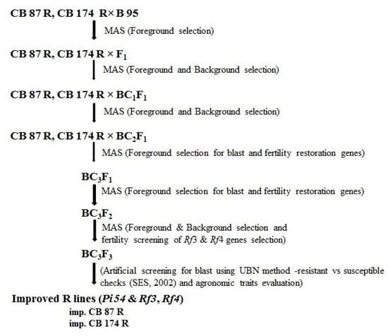 Genes | Free Full-Text | Improvement of Stable Restorer Lines for