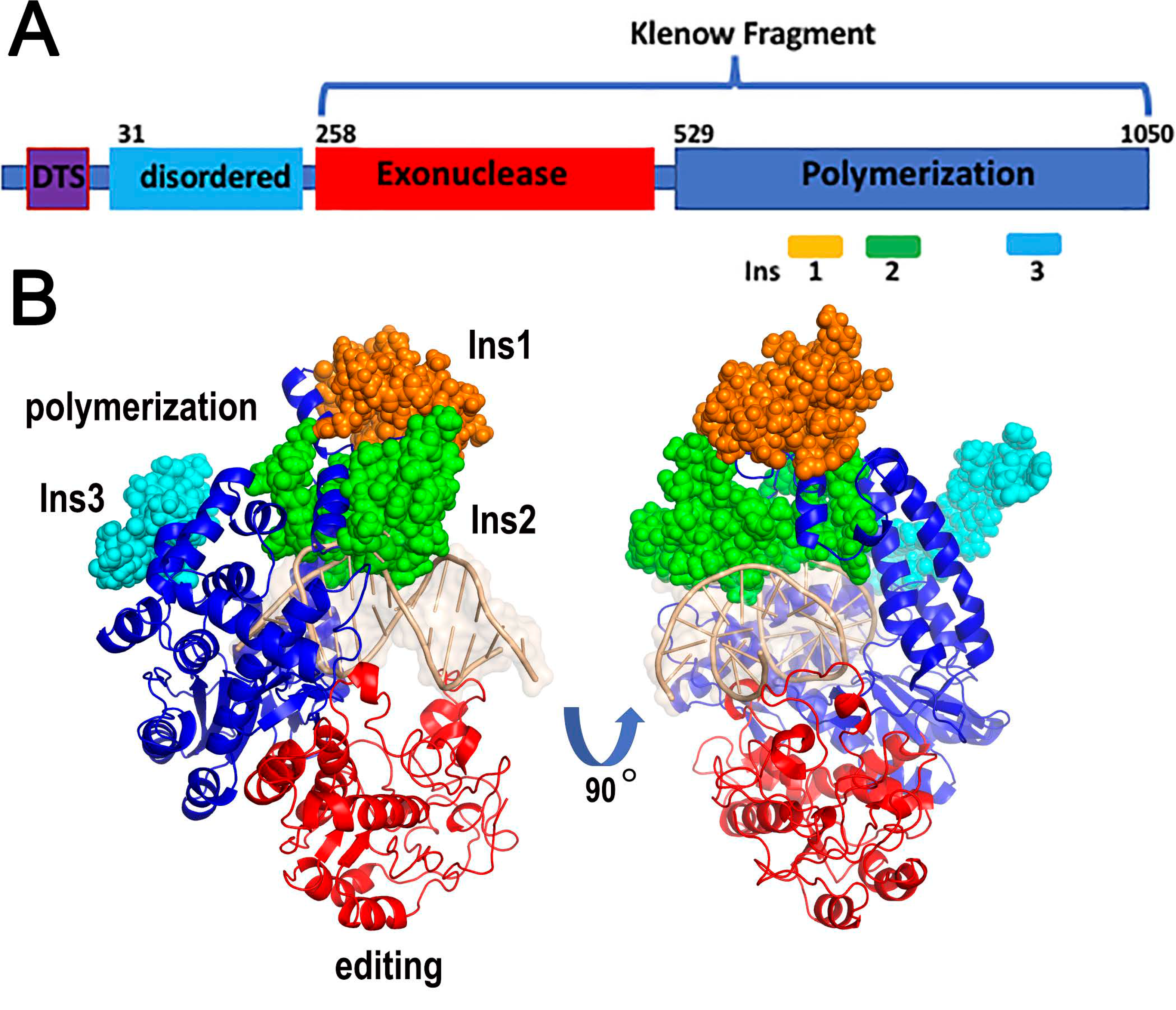 Genes | Free Full-Text | Plant Organellar DNA Polymerases Evolved