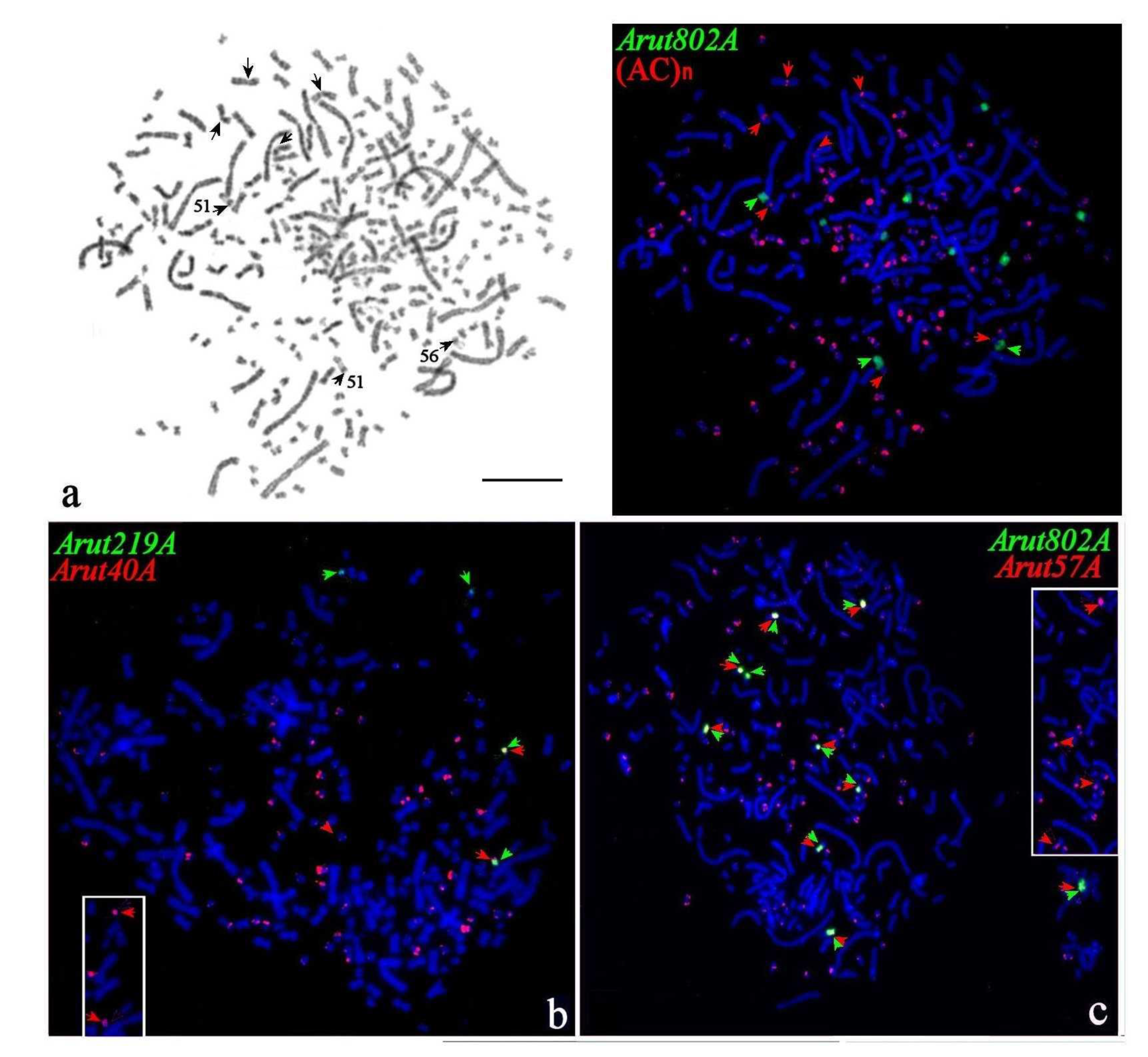 Genes 11 01375 g004 Genes 11 01375 g004