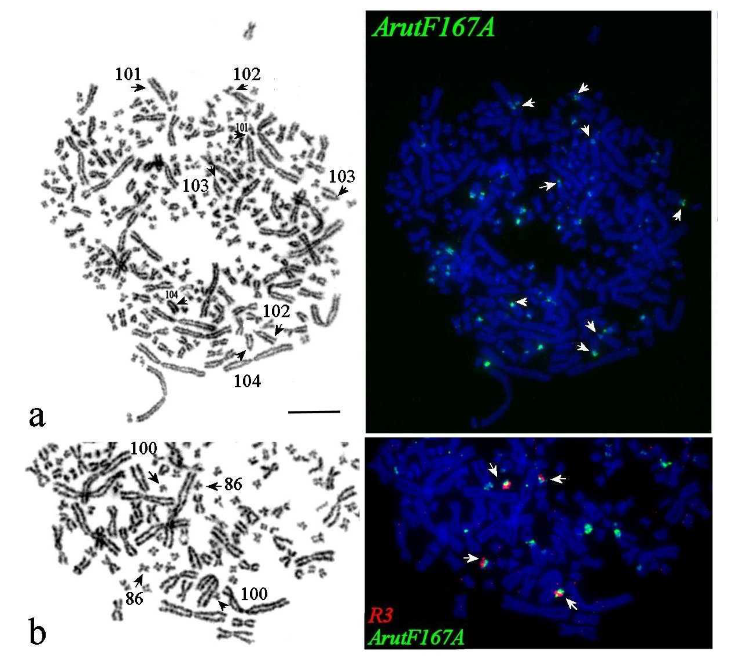 Genes 11 01375 g005 Genes 11 01375 g005