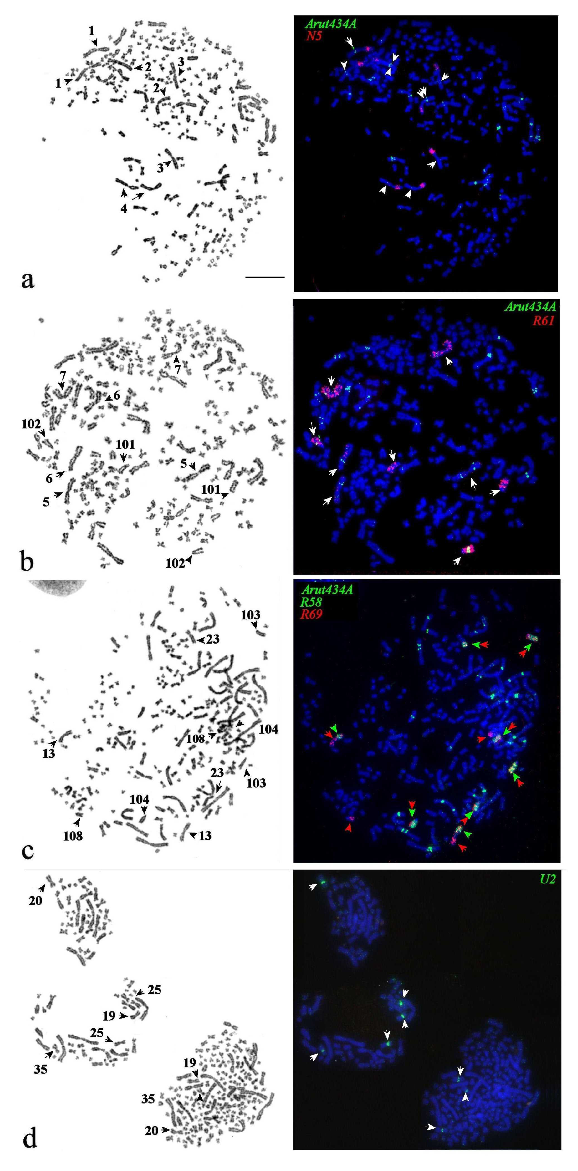 Genes 11 01375 g006 Genes 11 01375 g006