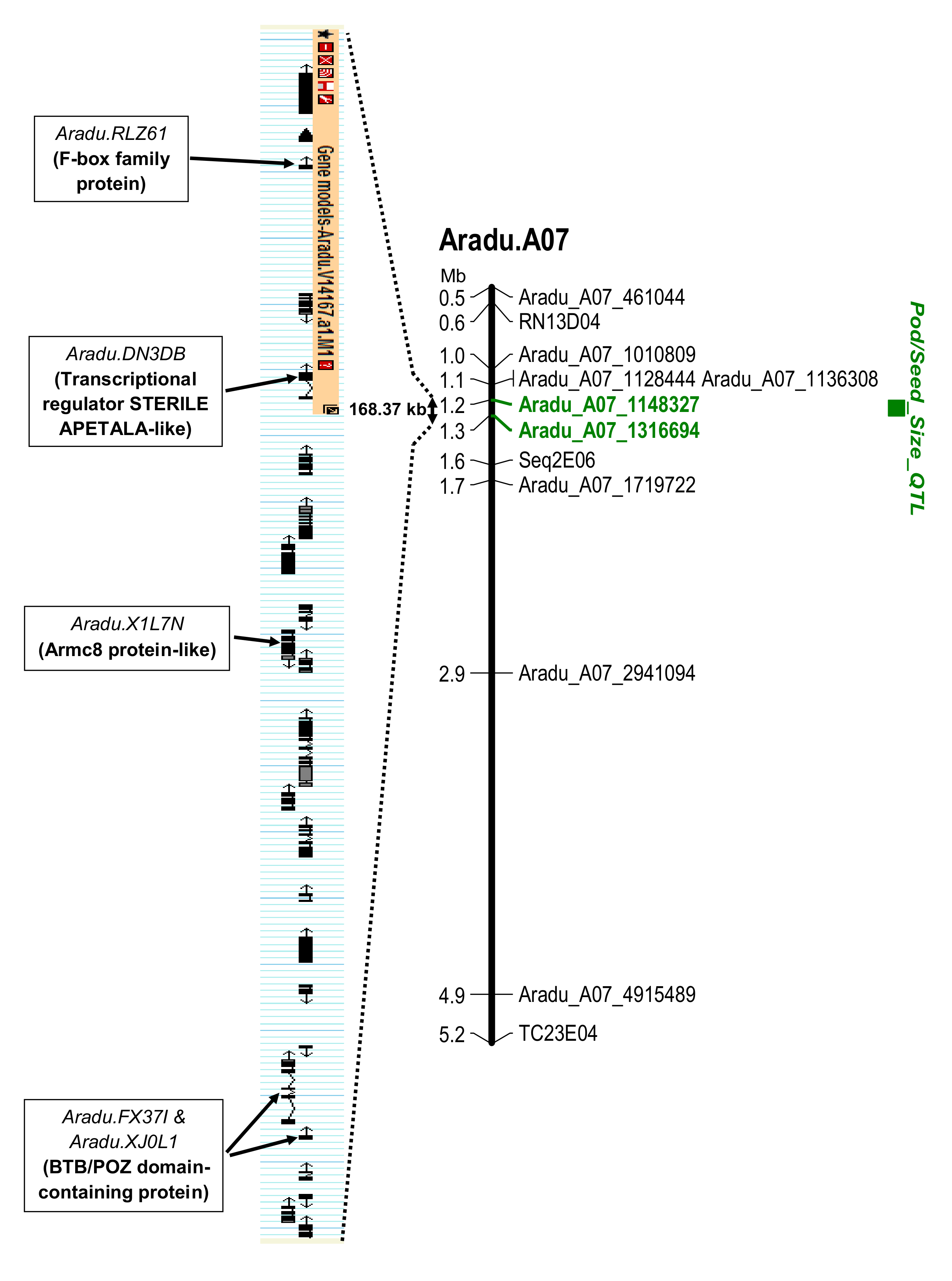 Genes Free Full Text Fine Mapping Of A Wild Genomic Region Involved In Pod And Seed Size Reduction On Chromosome A07 In Peanut Arachis Hypogaea L