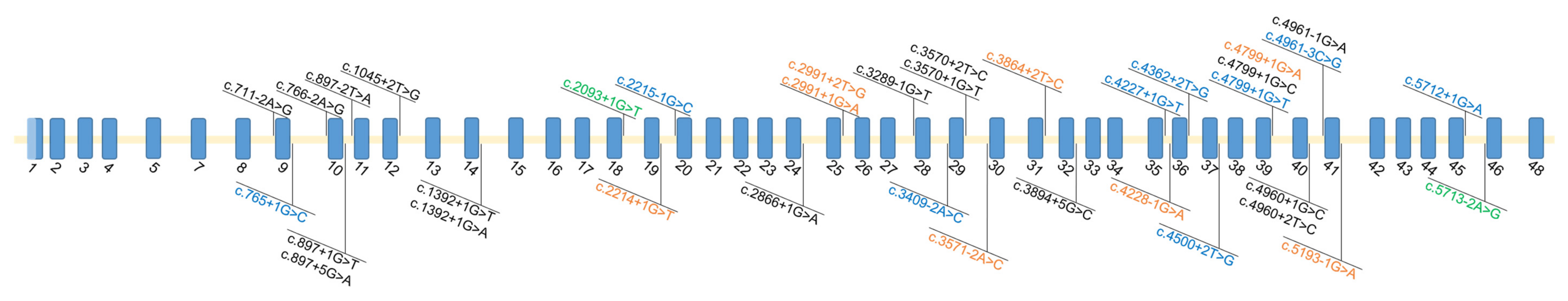 Genes Free Full Text The Many Faces Of Dfnb9 Relating Otof Variants To Hearing Impairment Html