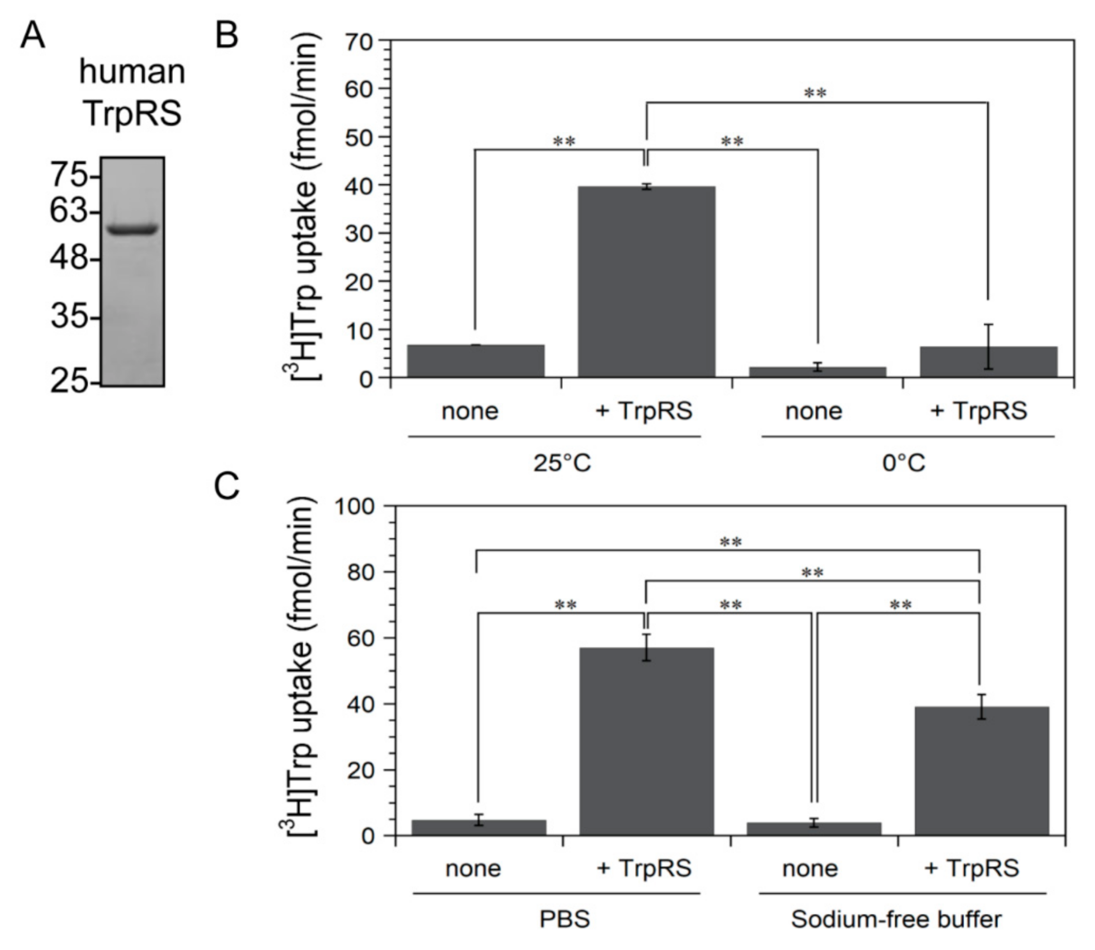 Genes Free Full Text Tryptophan Depletion Modulates Tryptophanyl Trna Synthetase Mediated High Affinity Tryptophan Uptake Into Human Cells Html