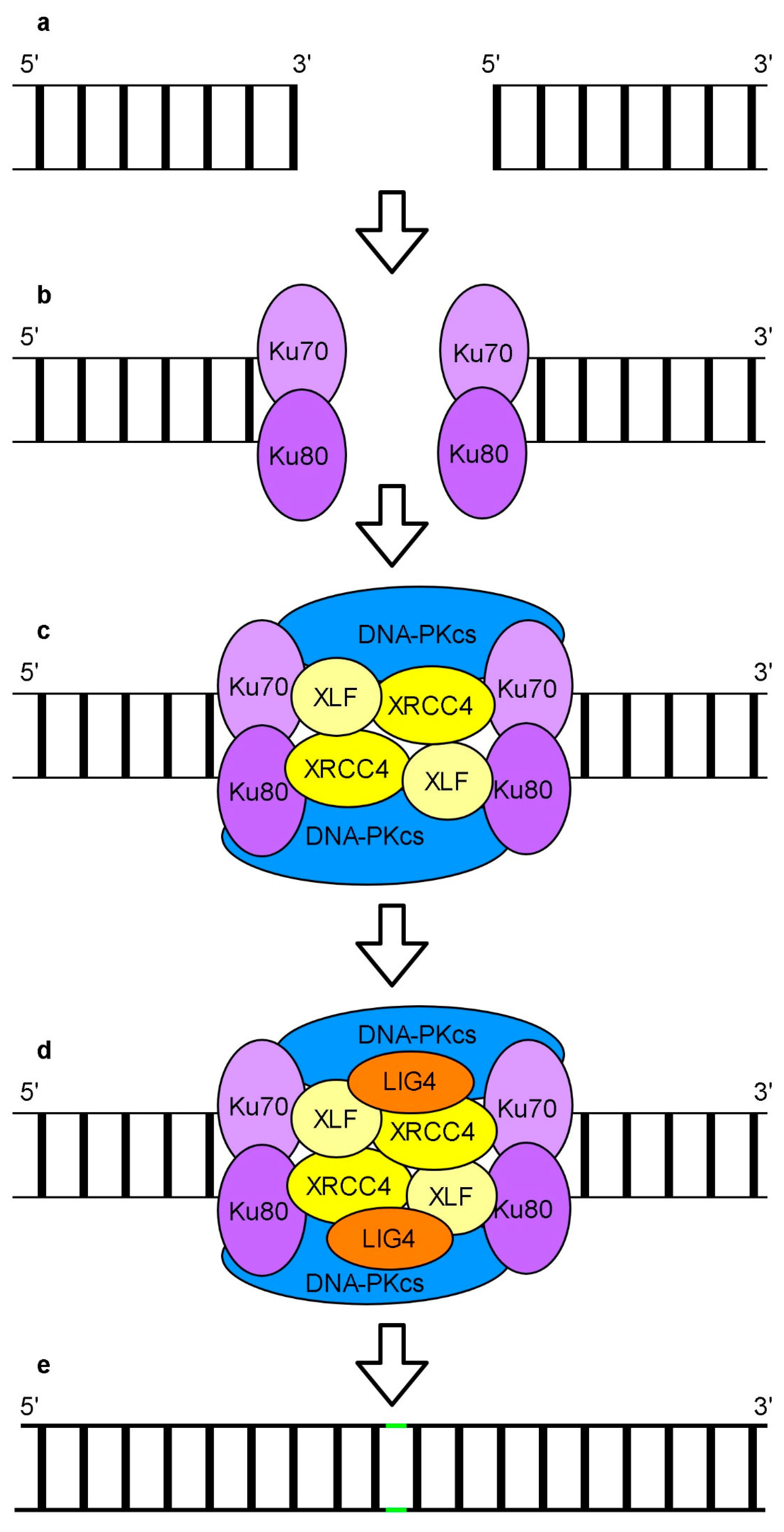 Genes 11 01450 g005