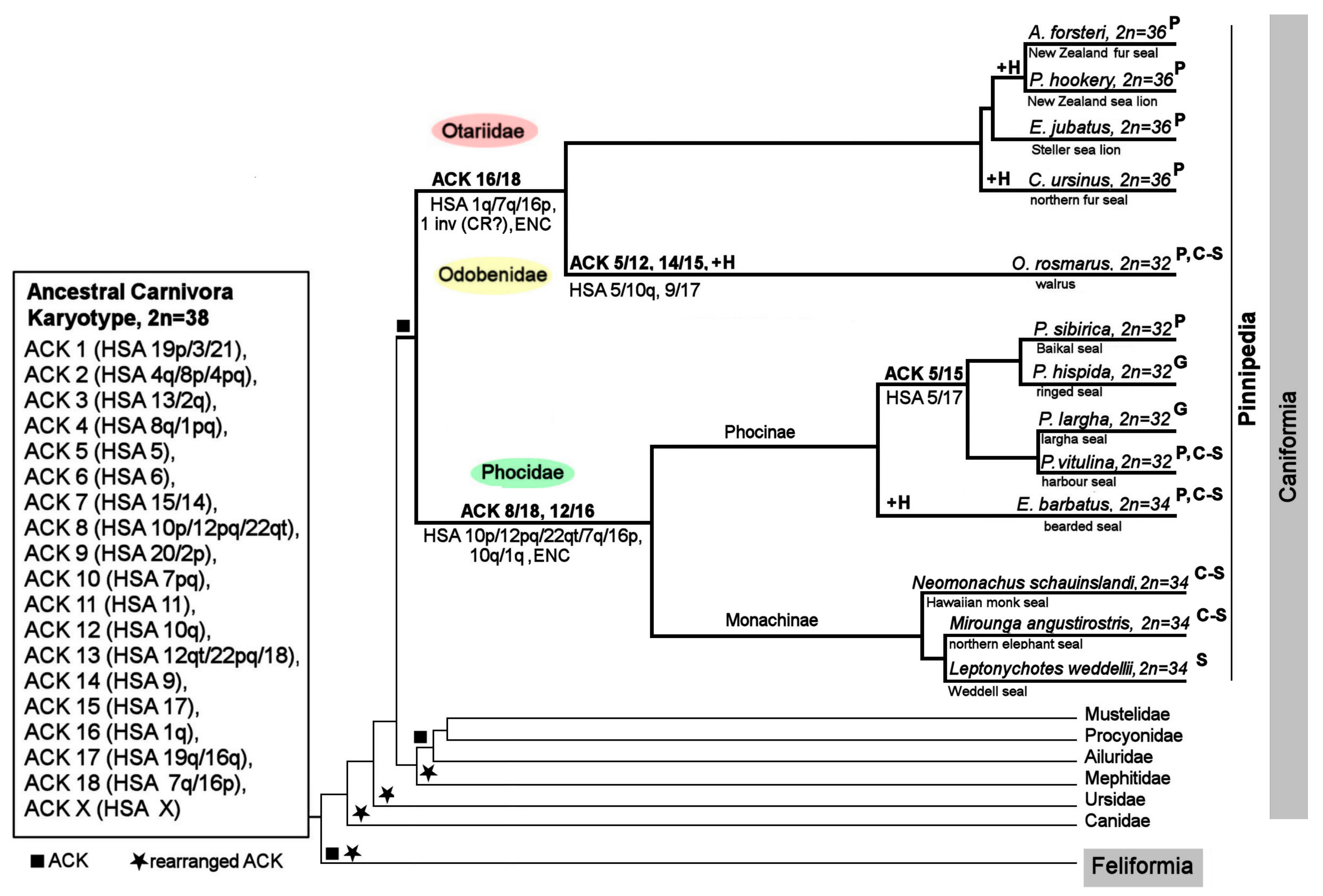 Genes 11 01485 g009 Genes 11 01485 g009
