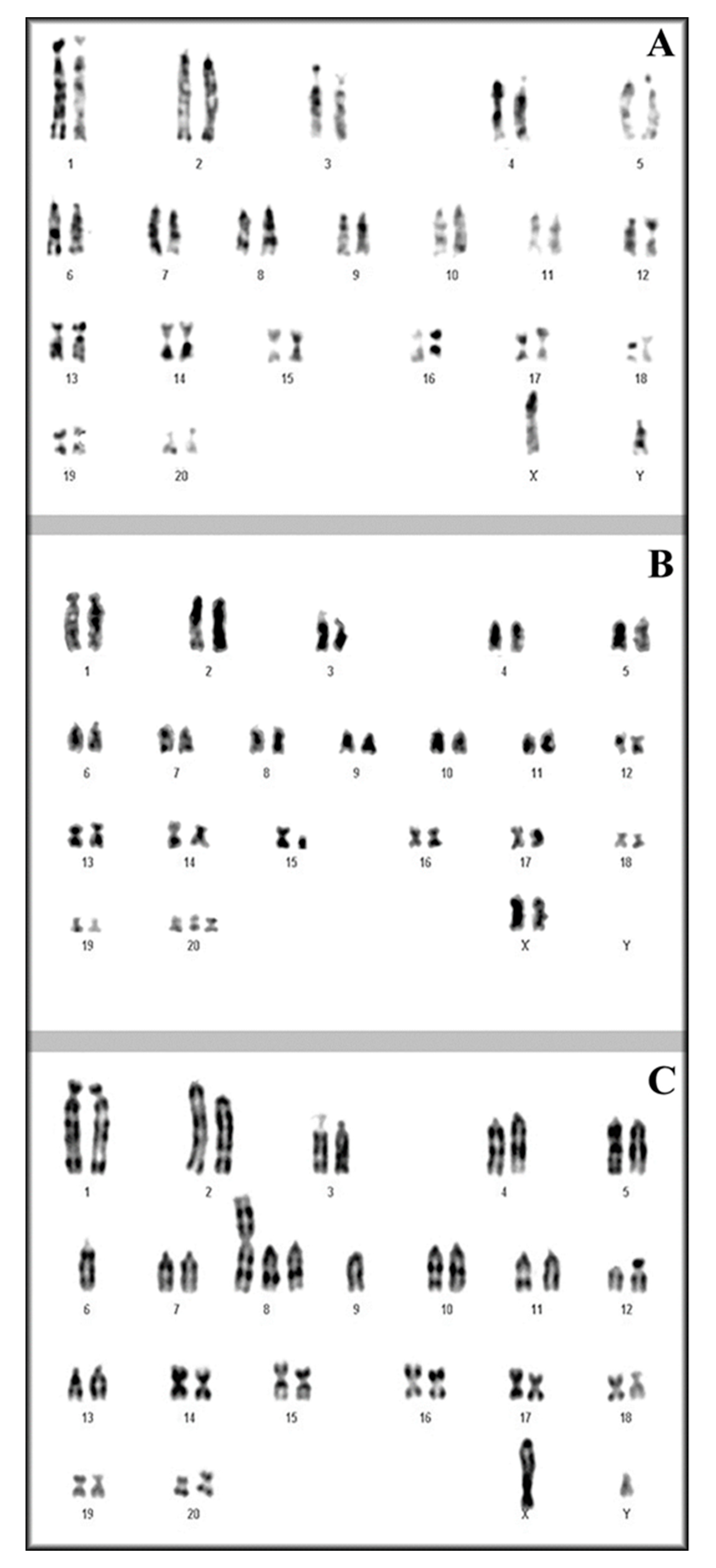 Genes 11 01502 g002 Genes 11 01502 g002