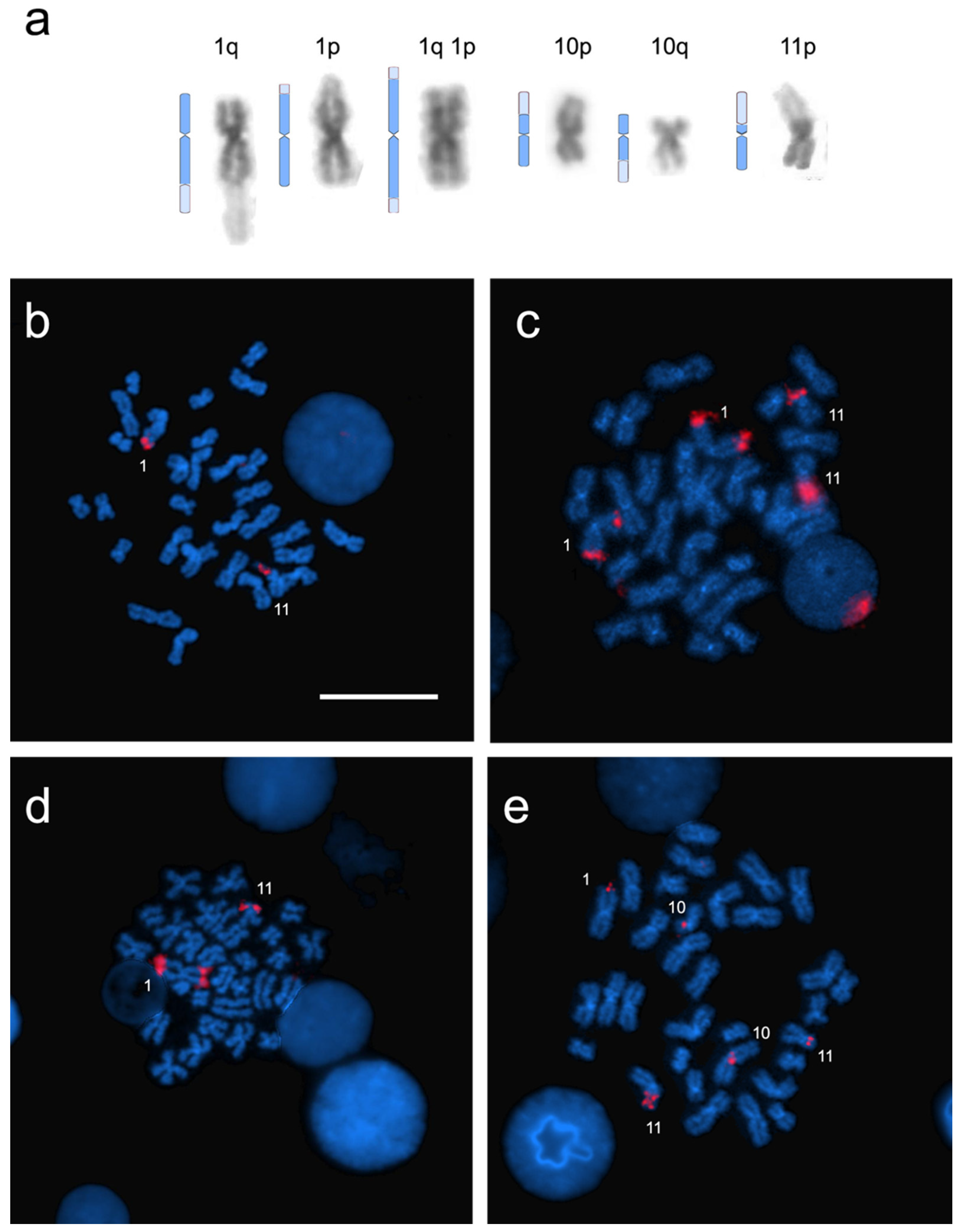 Genes 11 01515 g004 Genes 11 01515 g004