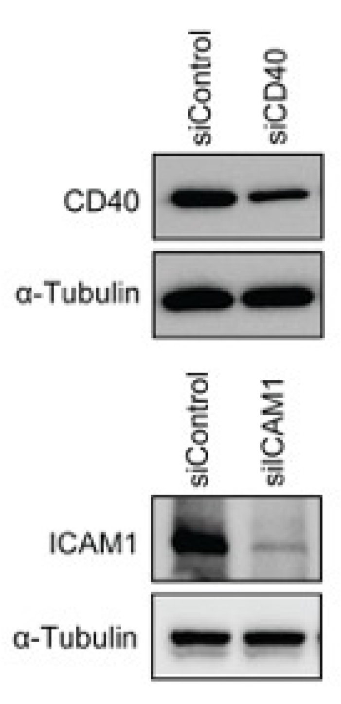 Genes 11 01526 g0a3 Genes 11 01526 g0a3