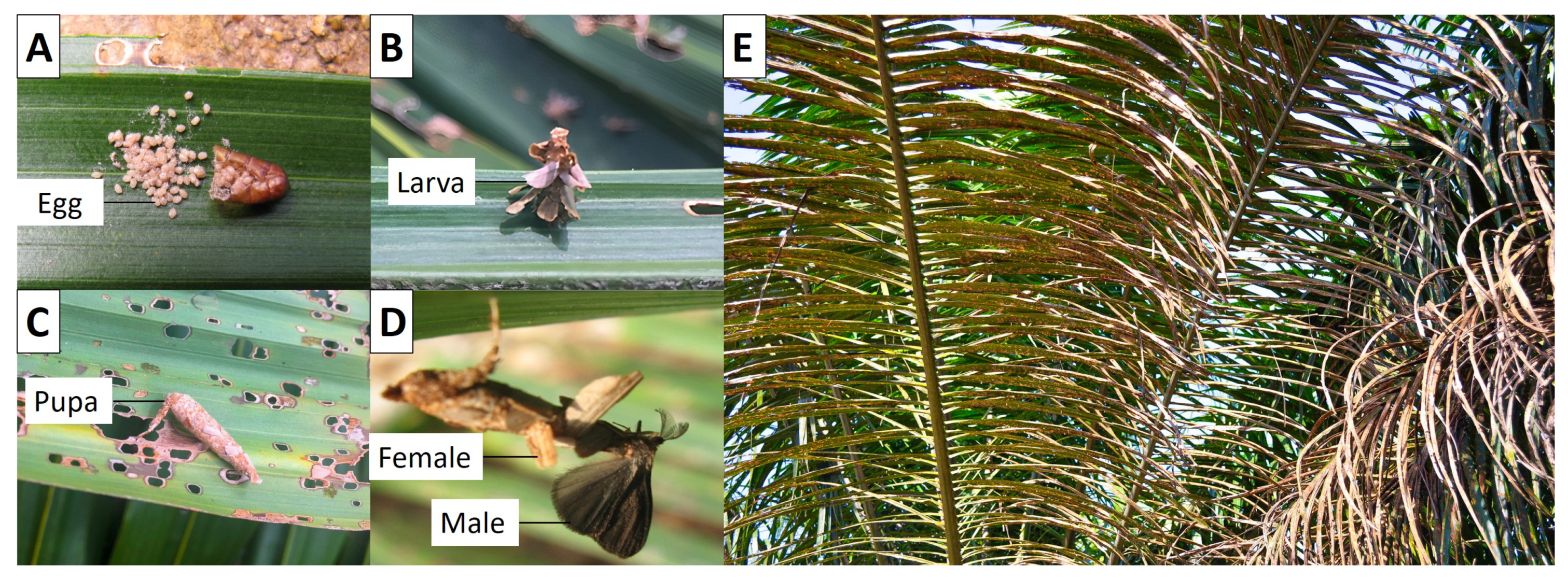 Genes | Free Full-Text | The Developmental Transcriptome of Bagworm, Metisa  plana (Lepidoptera: Psychidae) and Insights into Chitin Biosynthesis Genes