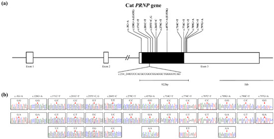 Genes Free FullText Novel Polymorphisms and