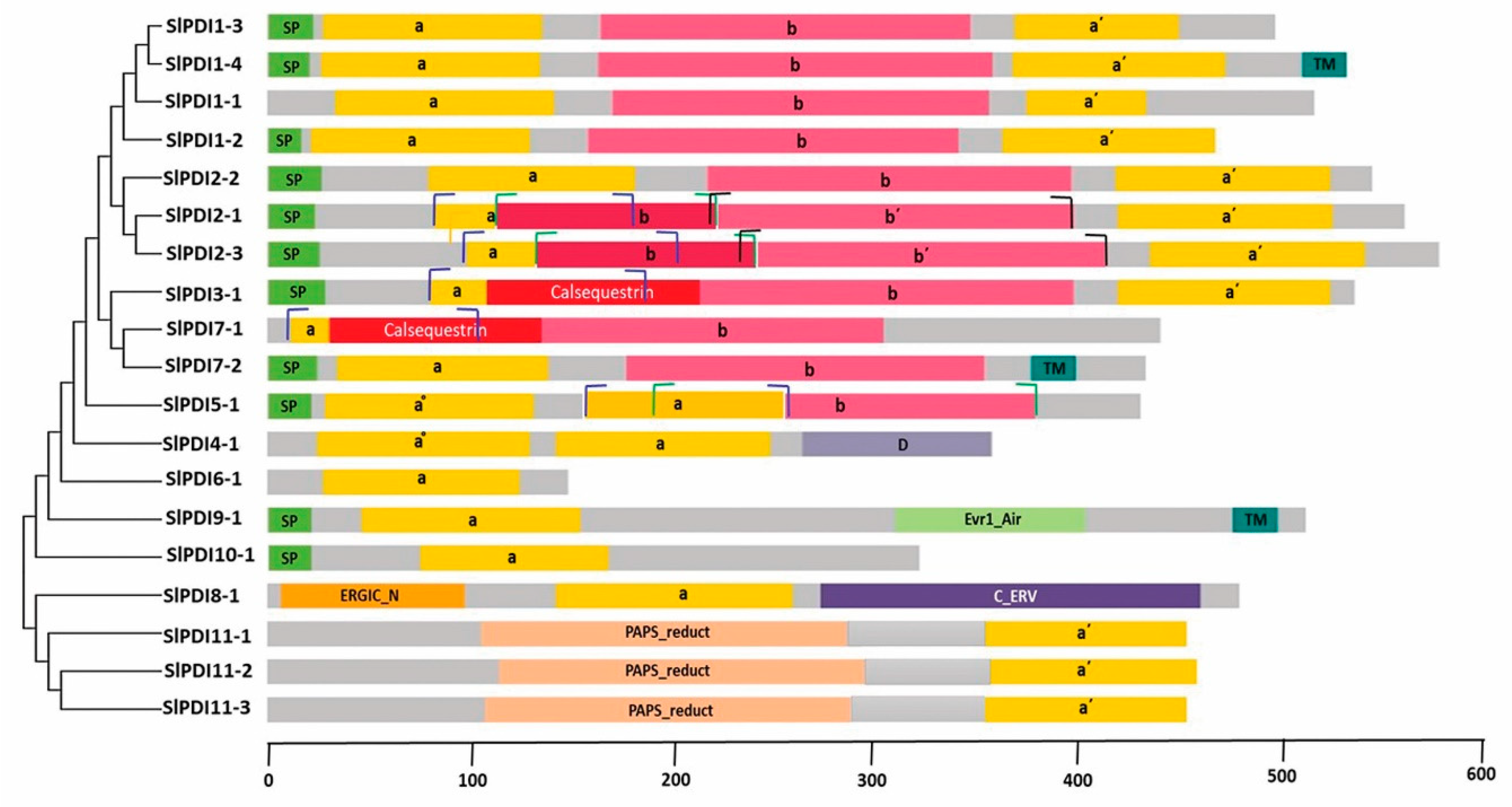 Genes | Free Full-Text | Genome-Wide Identification and Expression ...