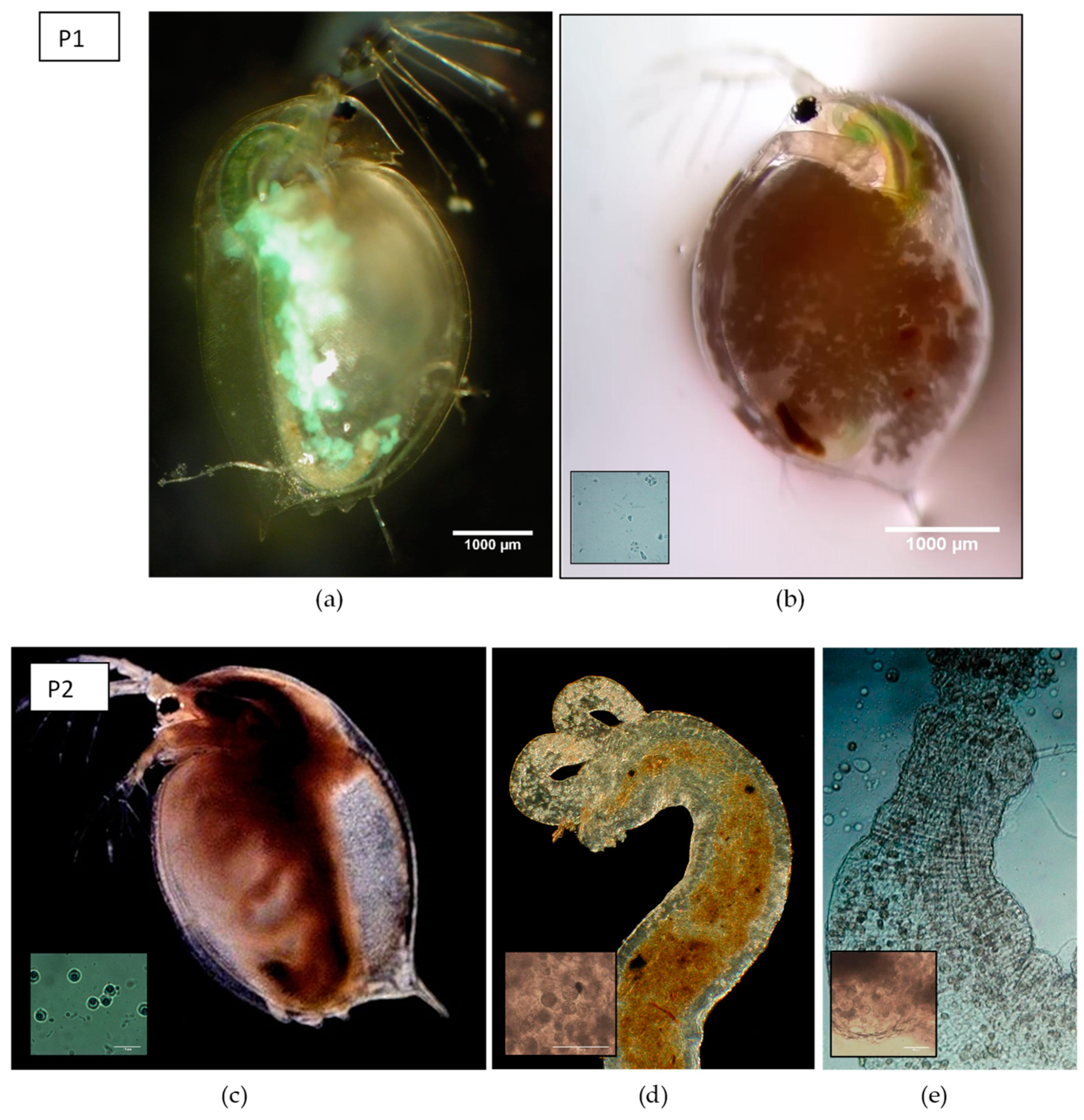 Genes 12 00070 g002 Genes 12 00070 g002