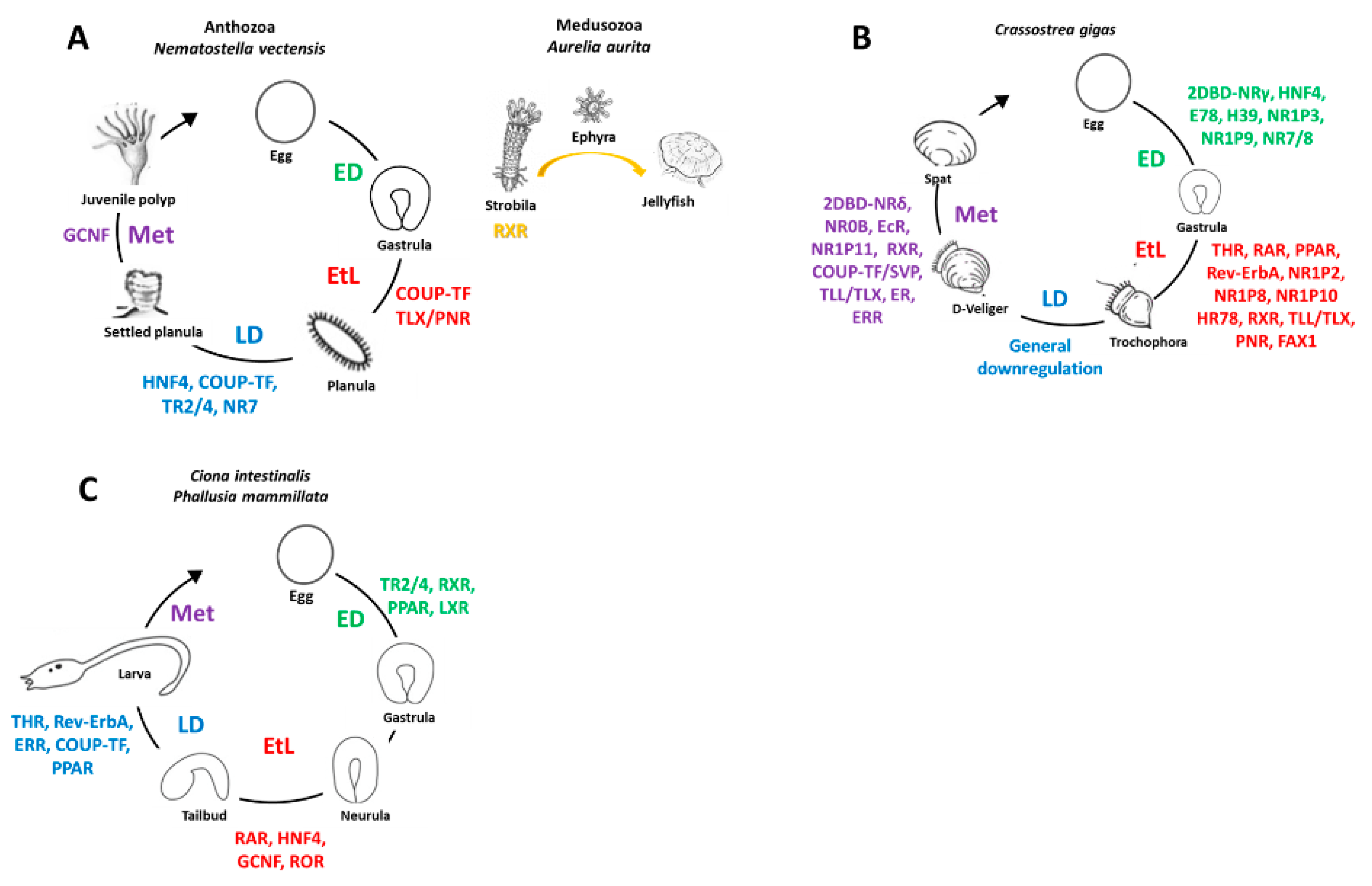 Genes Free Full Text Nuclear Receptors And Development Of Marine Invertebrates Html